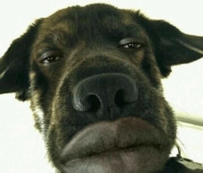thanks, i hate lips dog r/TIHI