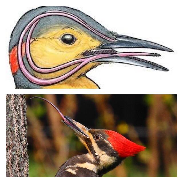 A woodpeckers tongue wraps around it's brain to protect it while it hammers at 1500 gforce
