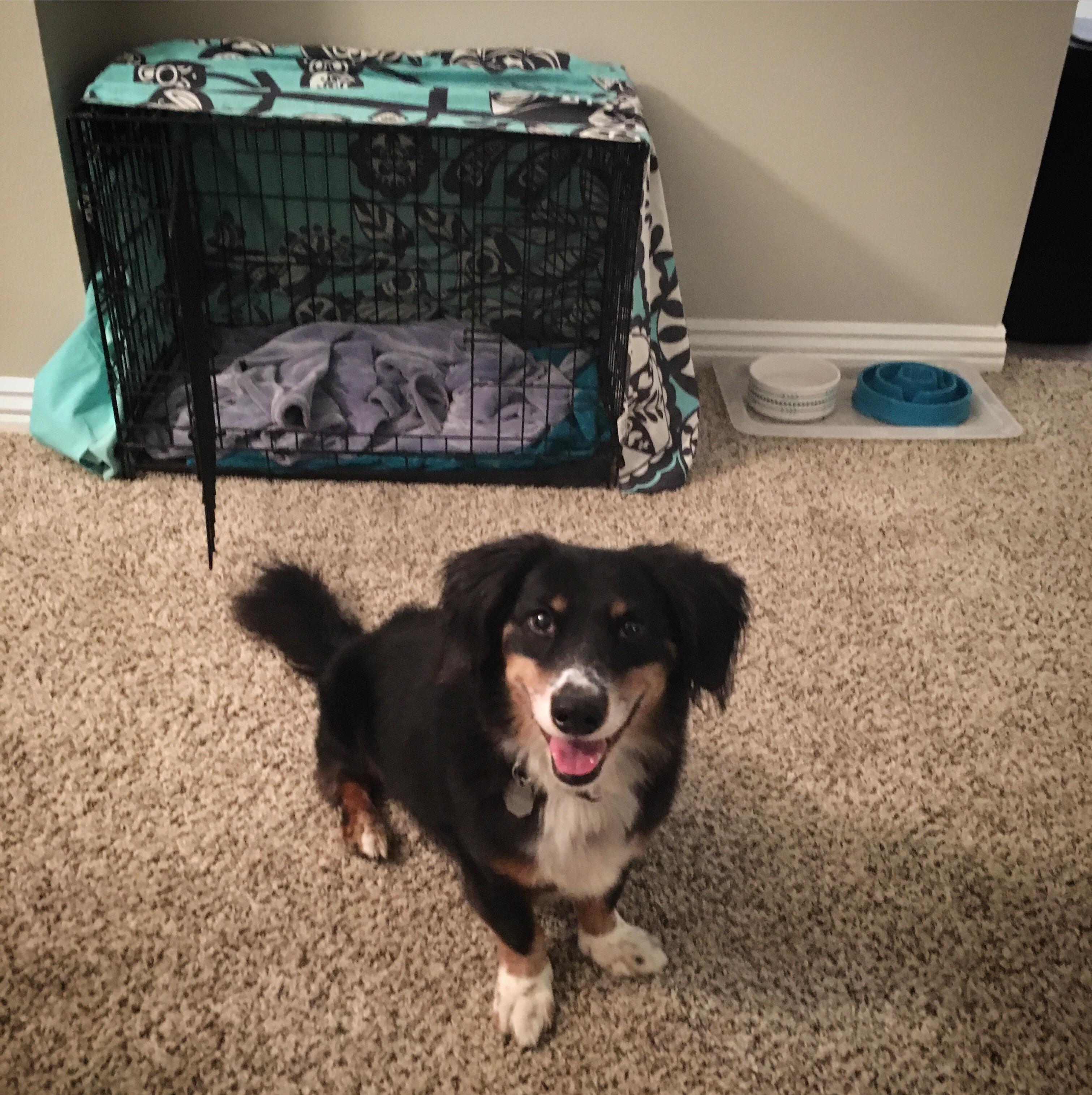 I've wanted a dog of my own for my entire life, and yesterday that