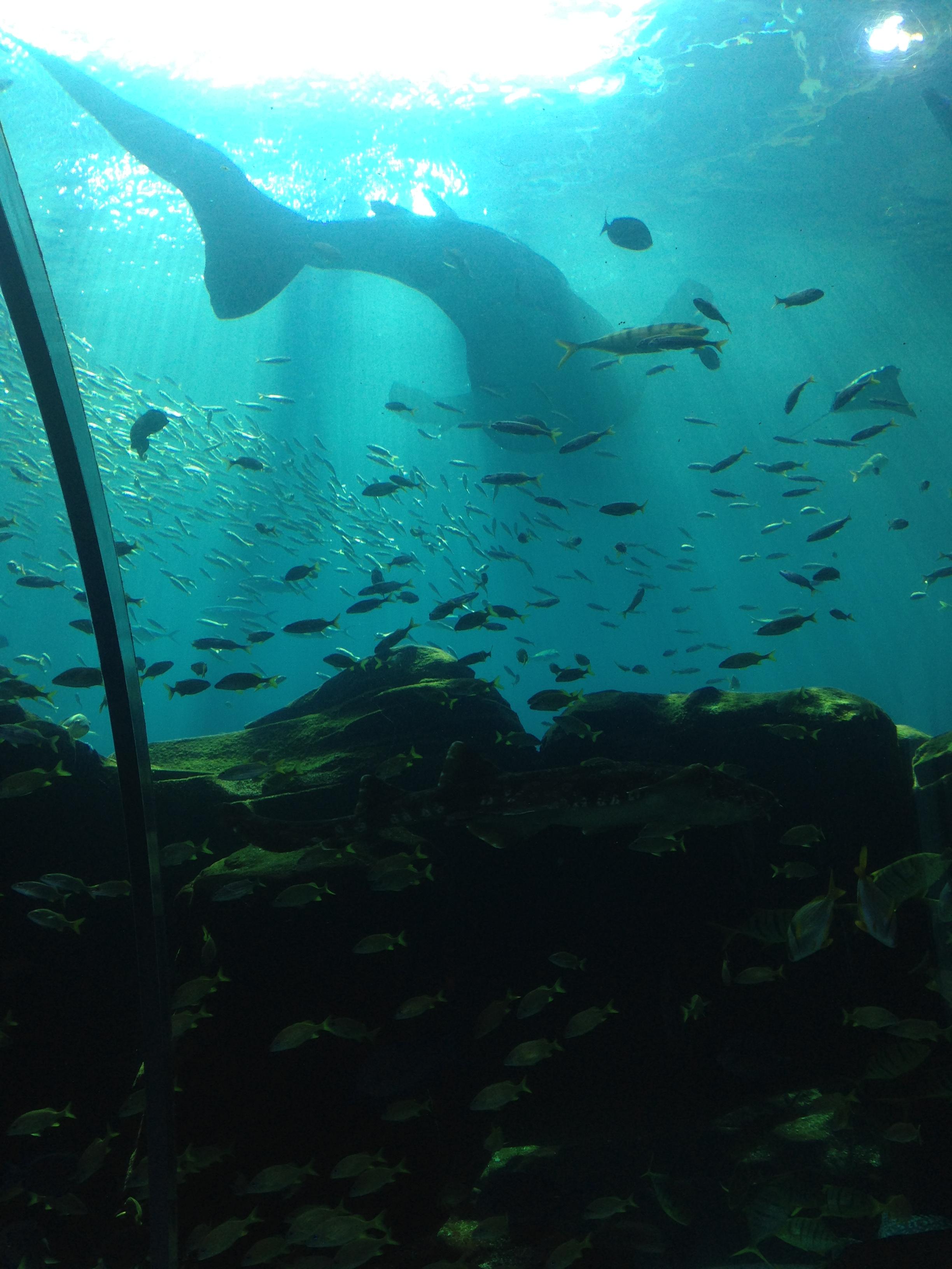 Whale shark at the Aquarium r/pics