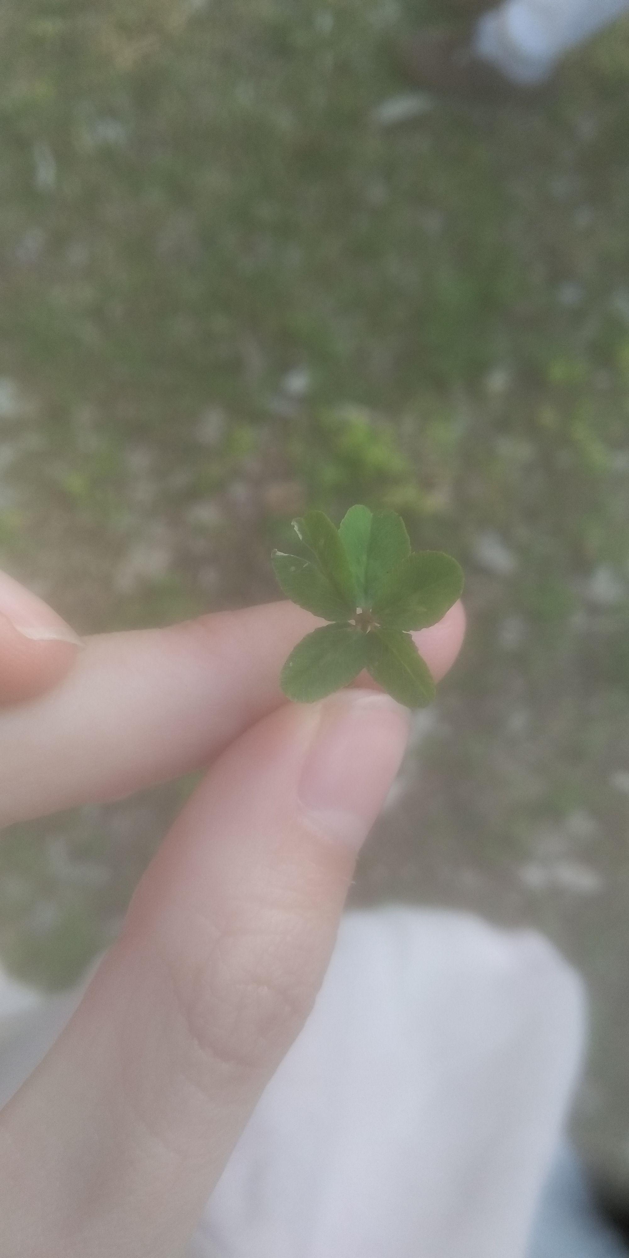 Five leaf clover. Luck 100 +epic loot chance