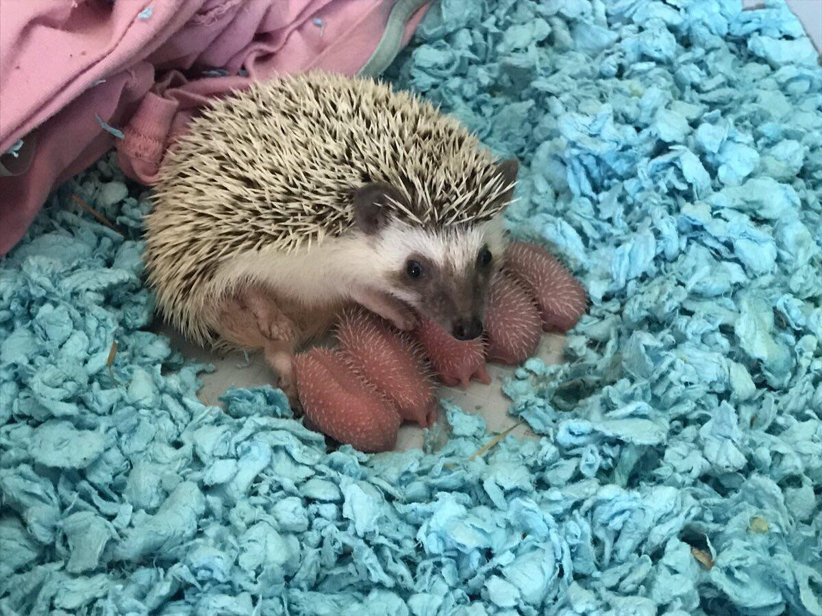 Baby hedgehogs r/awwwtf