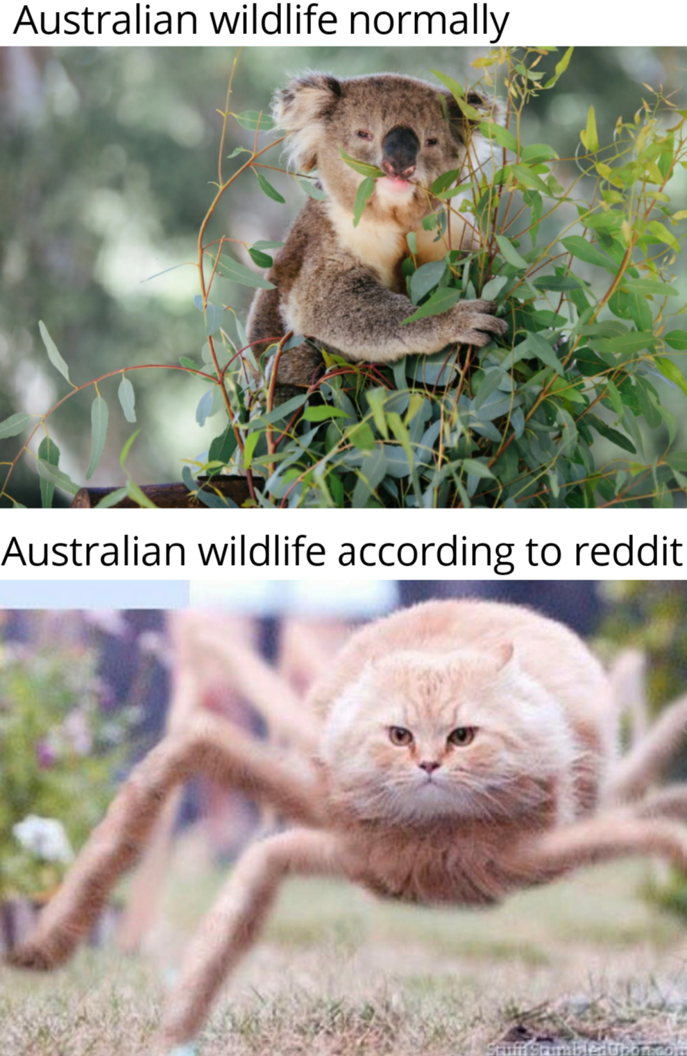 Spider cat r/memes