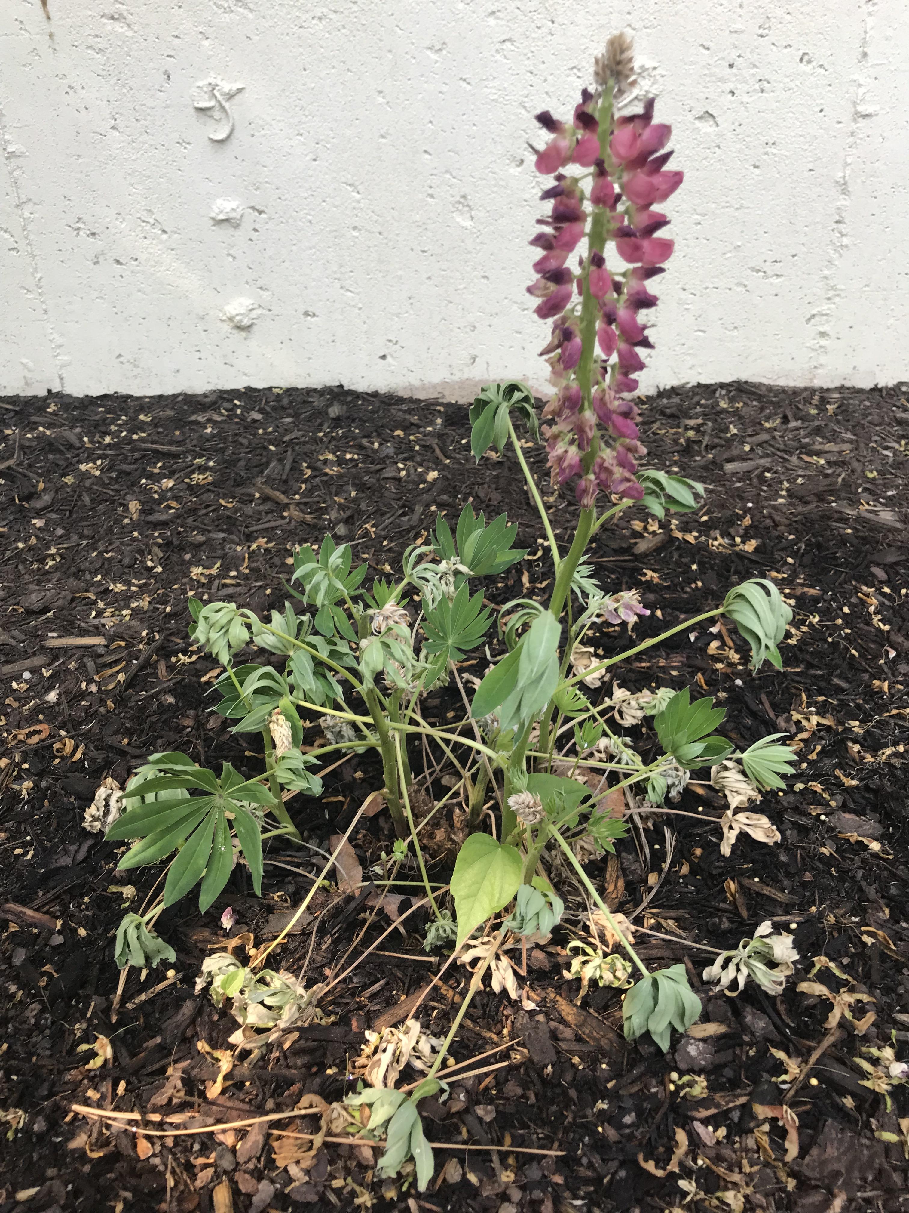 What’s wrong with my Lupine? r/gardening