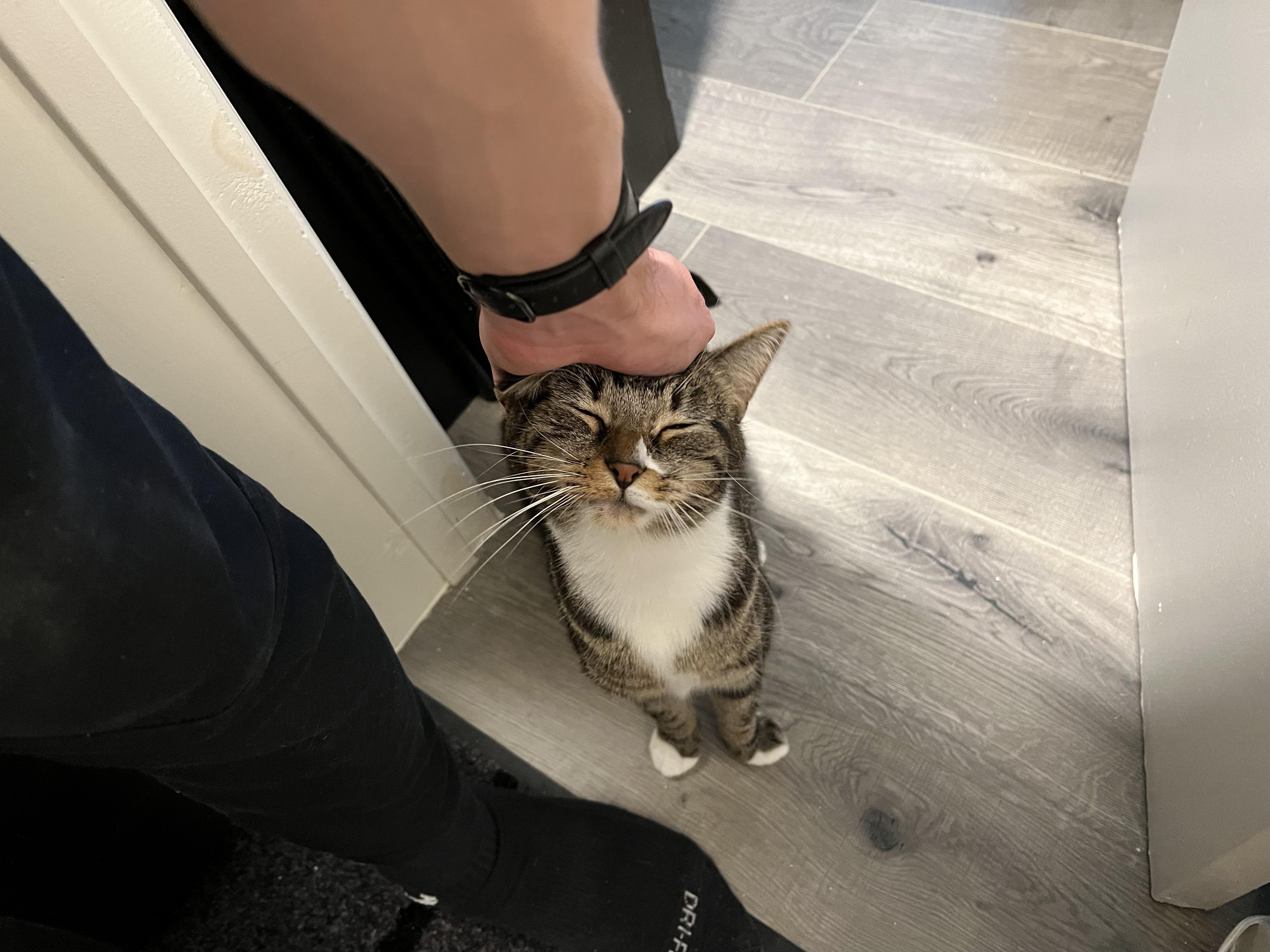 We got her an auto cleaning litter box for Christmas. I think she’s