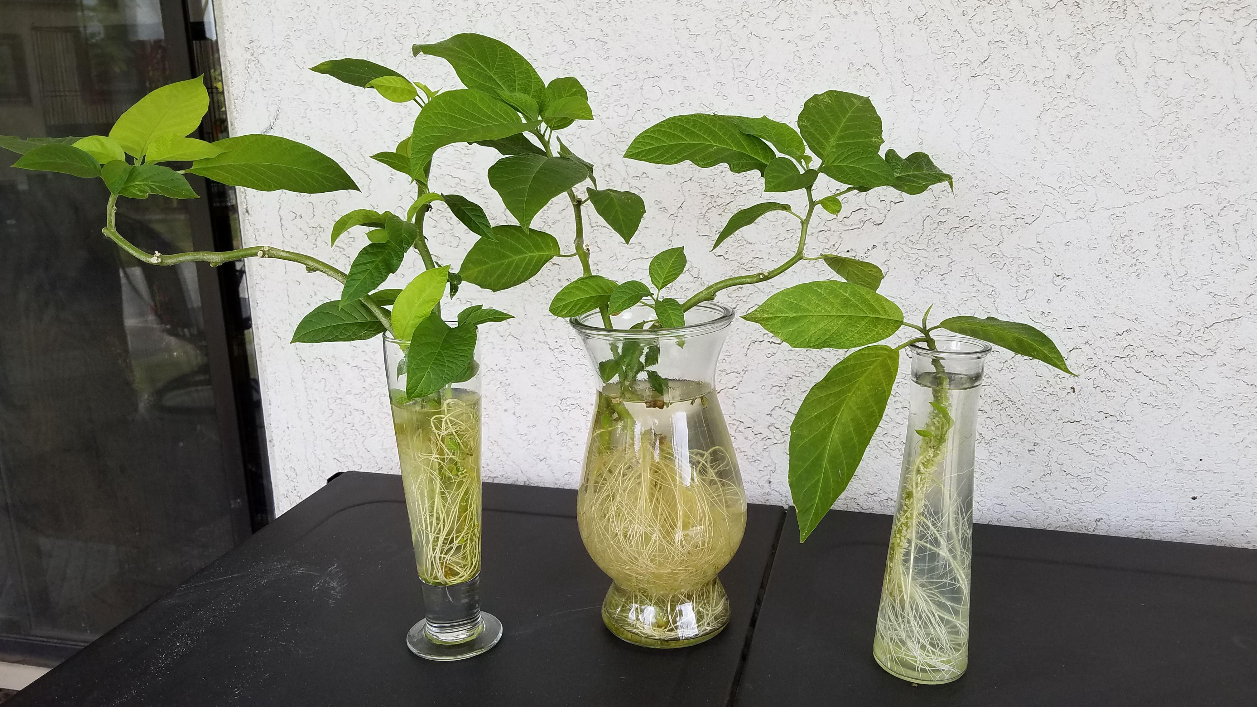 Brugmansia (Angel Trumpet) clippings rooting in water. r/gardening