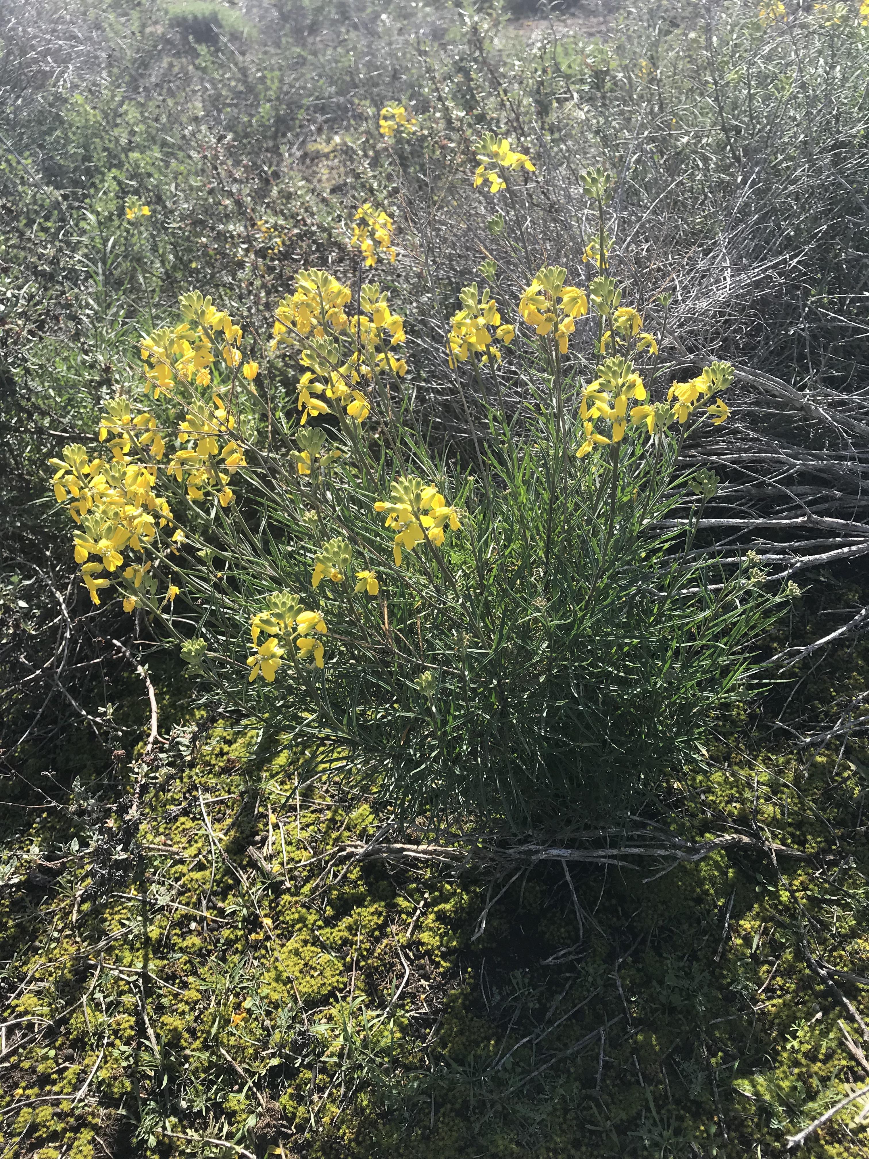 Another plant found in Los Osos, California r/whatsthisplant
