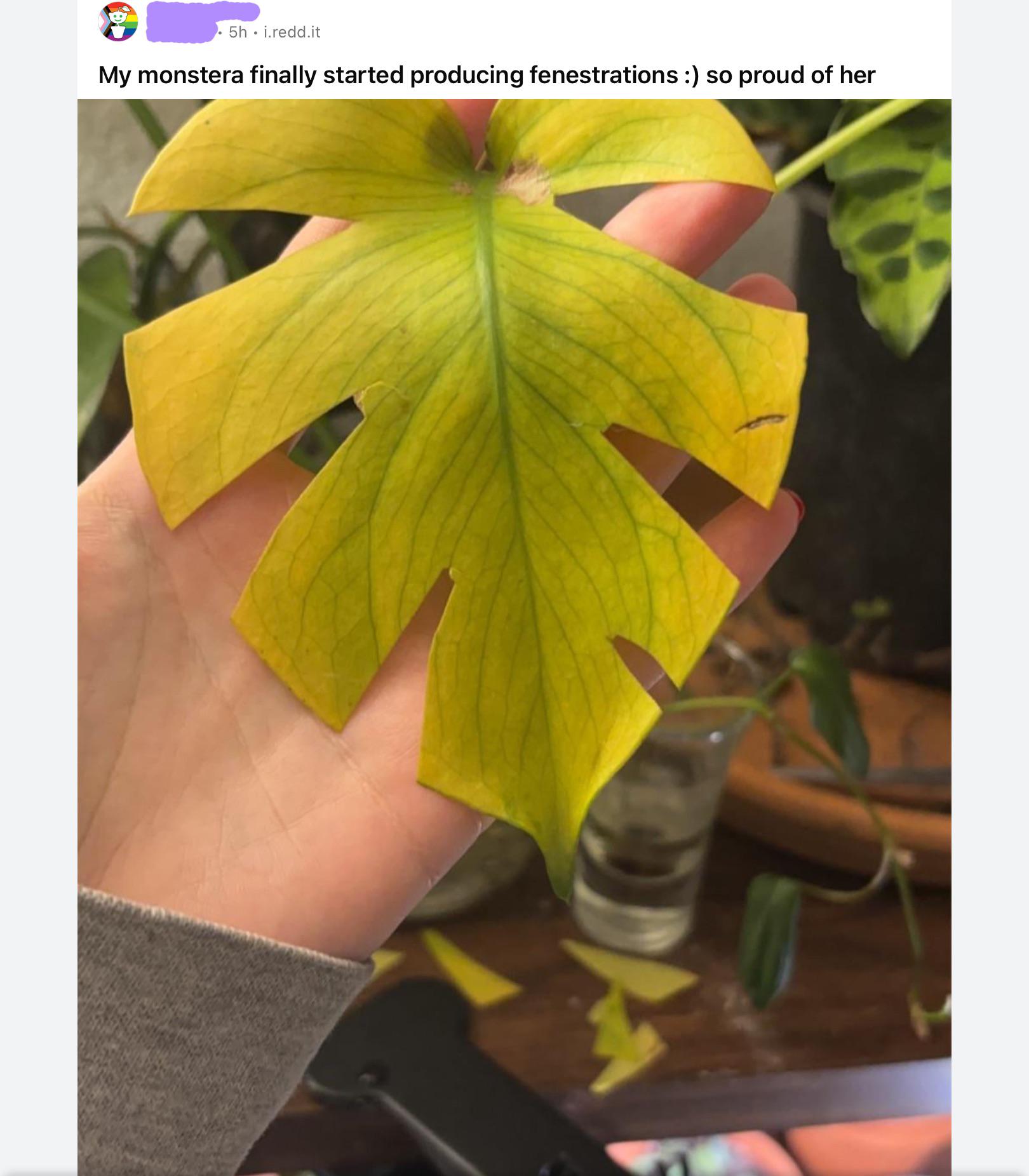 Look at my healthy plant!! : r/houseplantscirclejerk