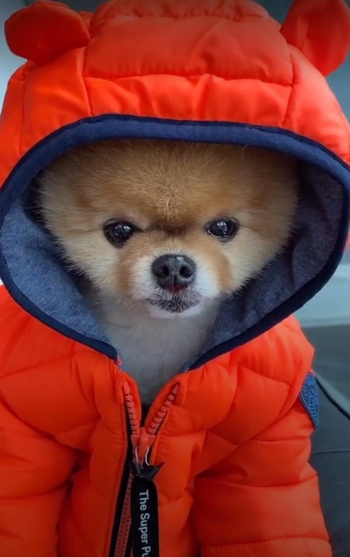 Ready for cold weather! r/pomeranian