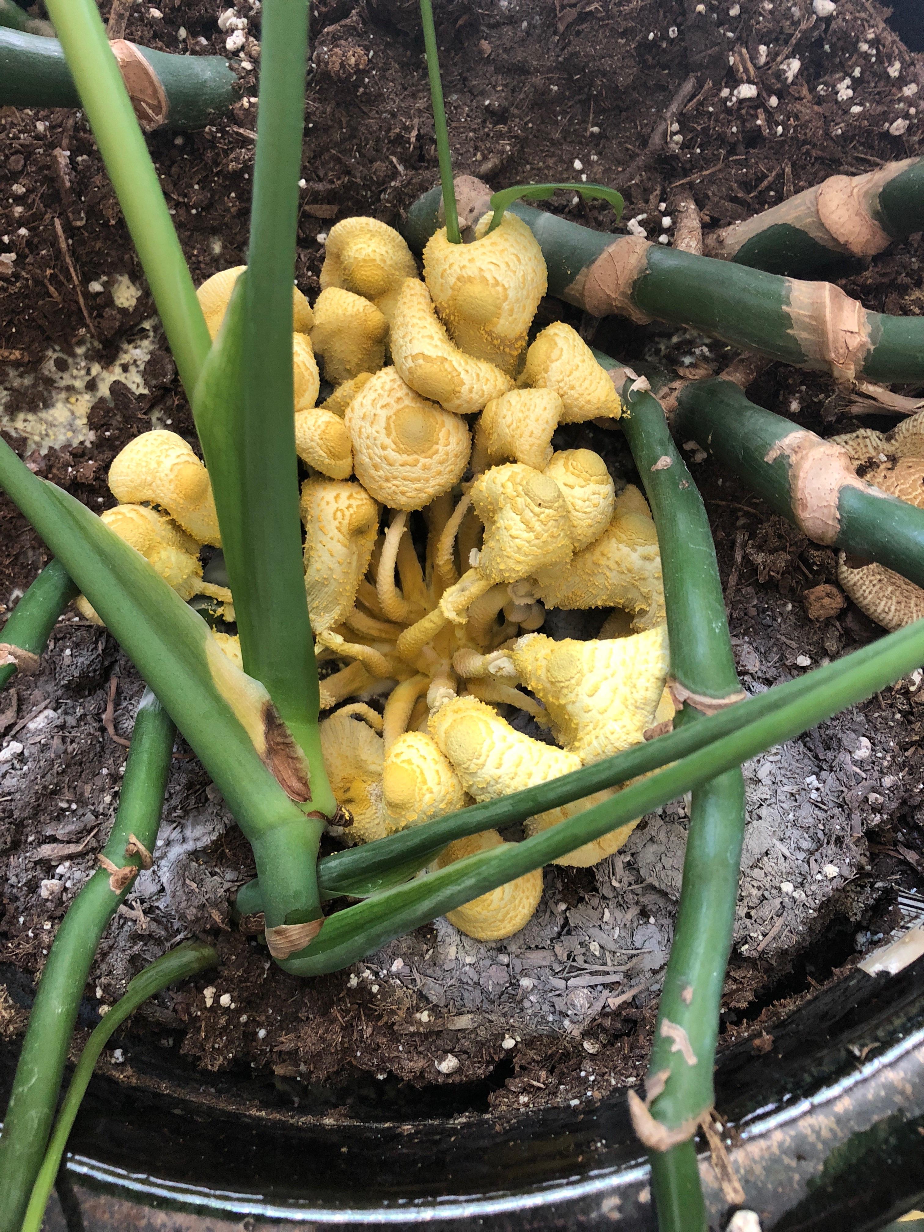 There's some kind of mushroom growing in my monsterra deliciosa. Is it