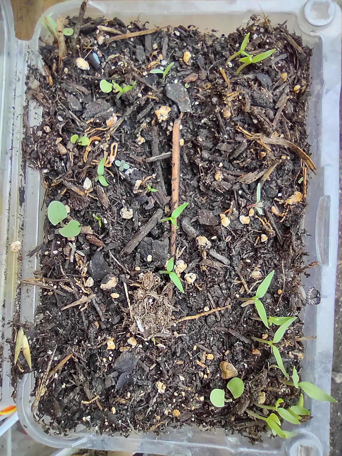 Shishito and Thai Pepper sprouts from dried up peppers r/gardening