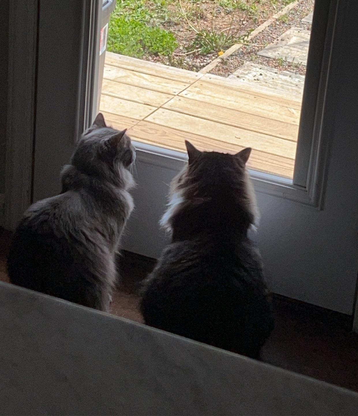 Rehomed our cats today and I feel guilty r/cats