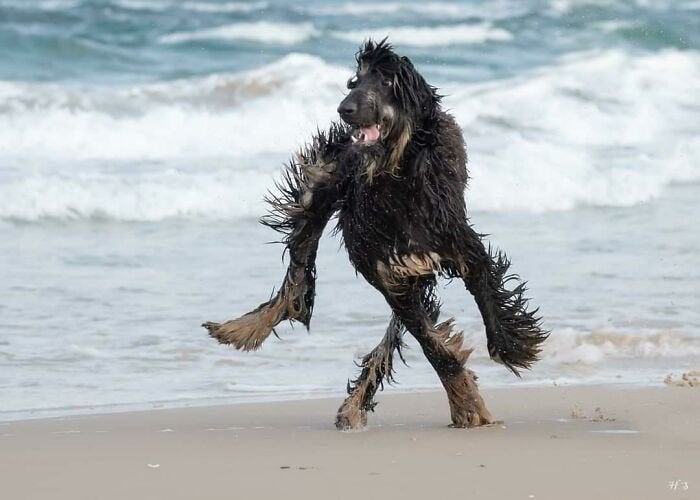 salty sea dog, master of the waves. r/Bossfight