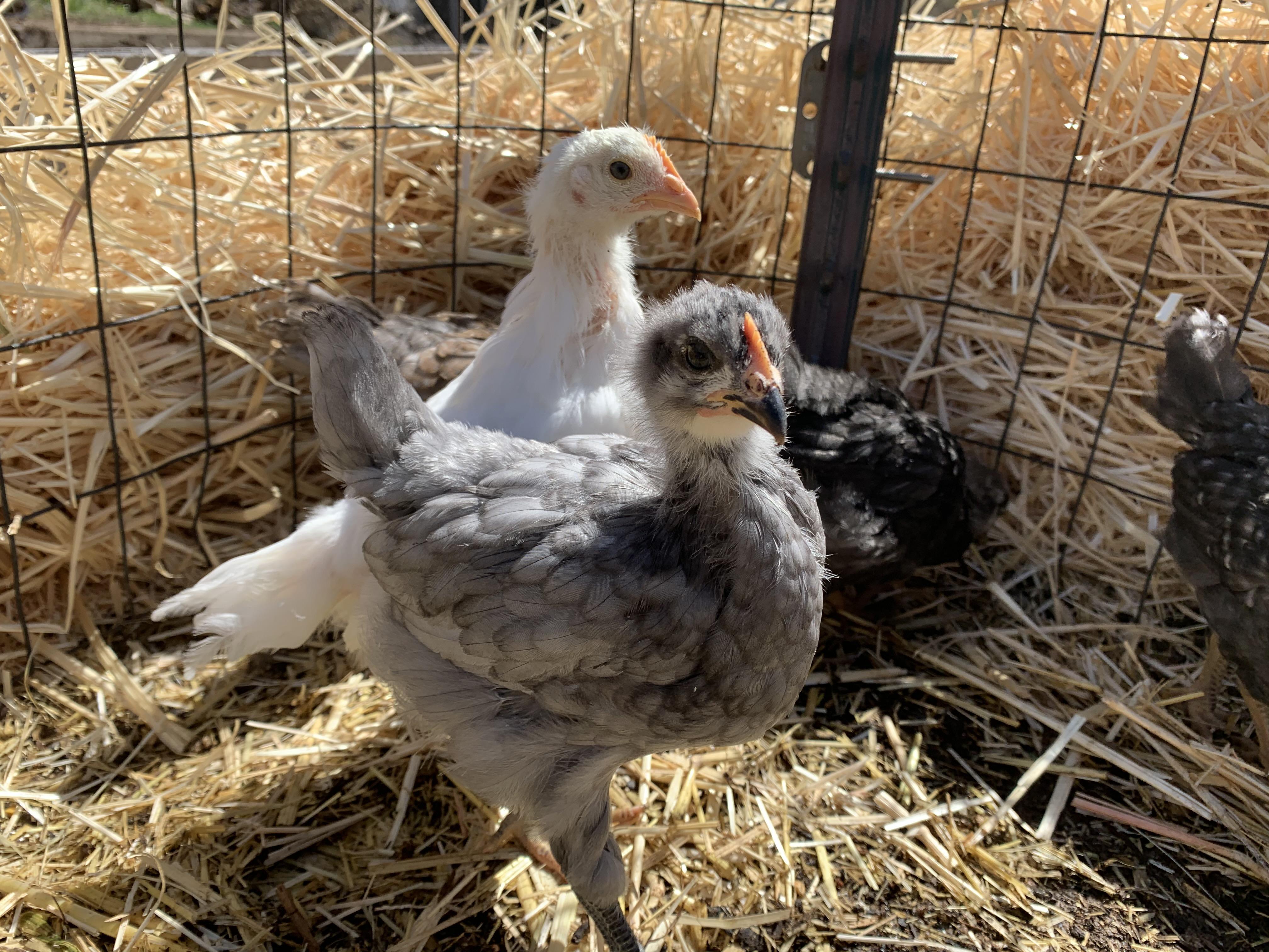 Chicken bedding straw, pine shavings, or other? We need to be able to