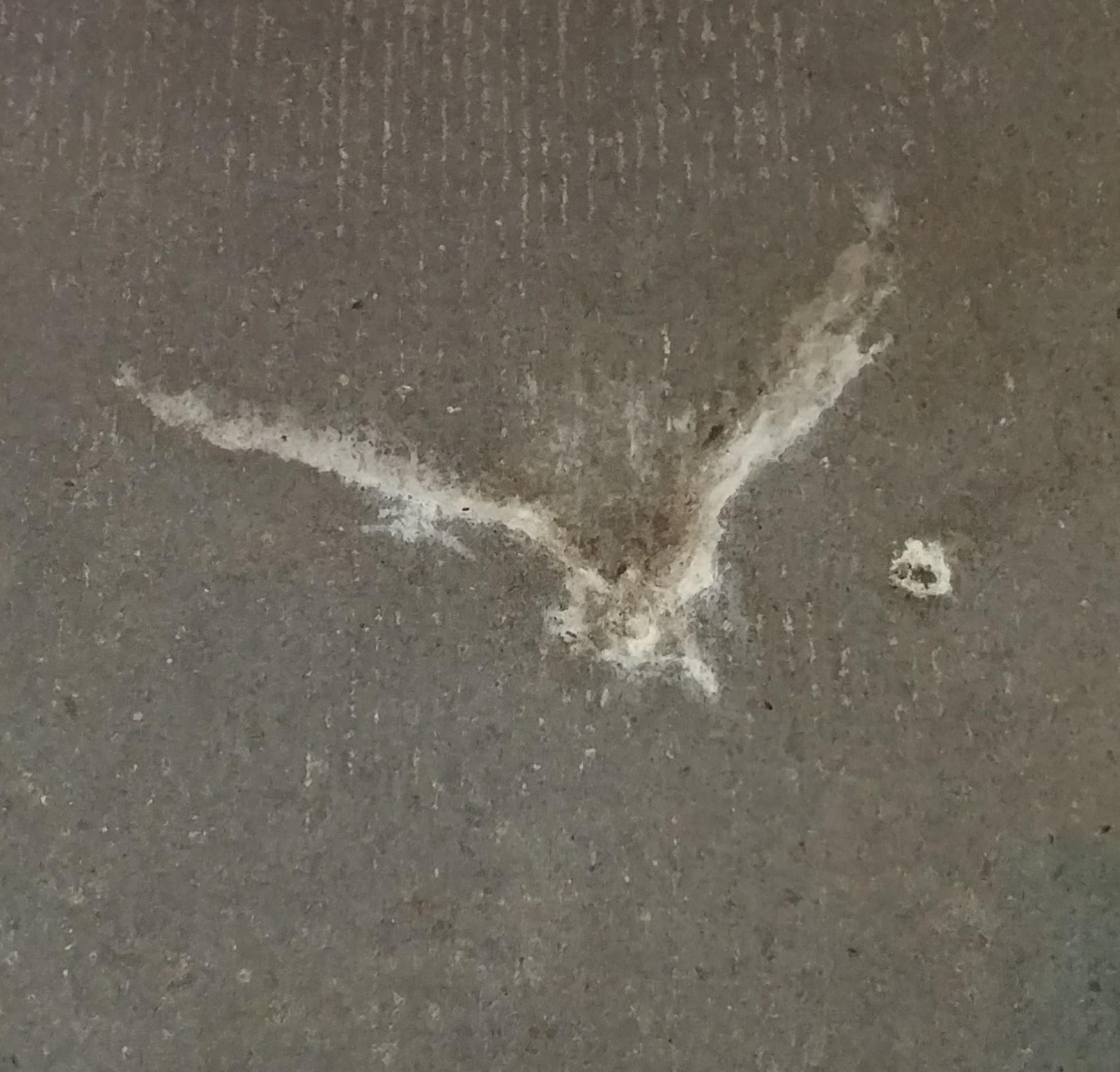 Seagull poop looks like seagull r/mildlyinteresting