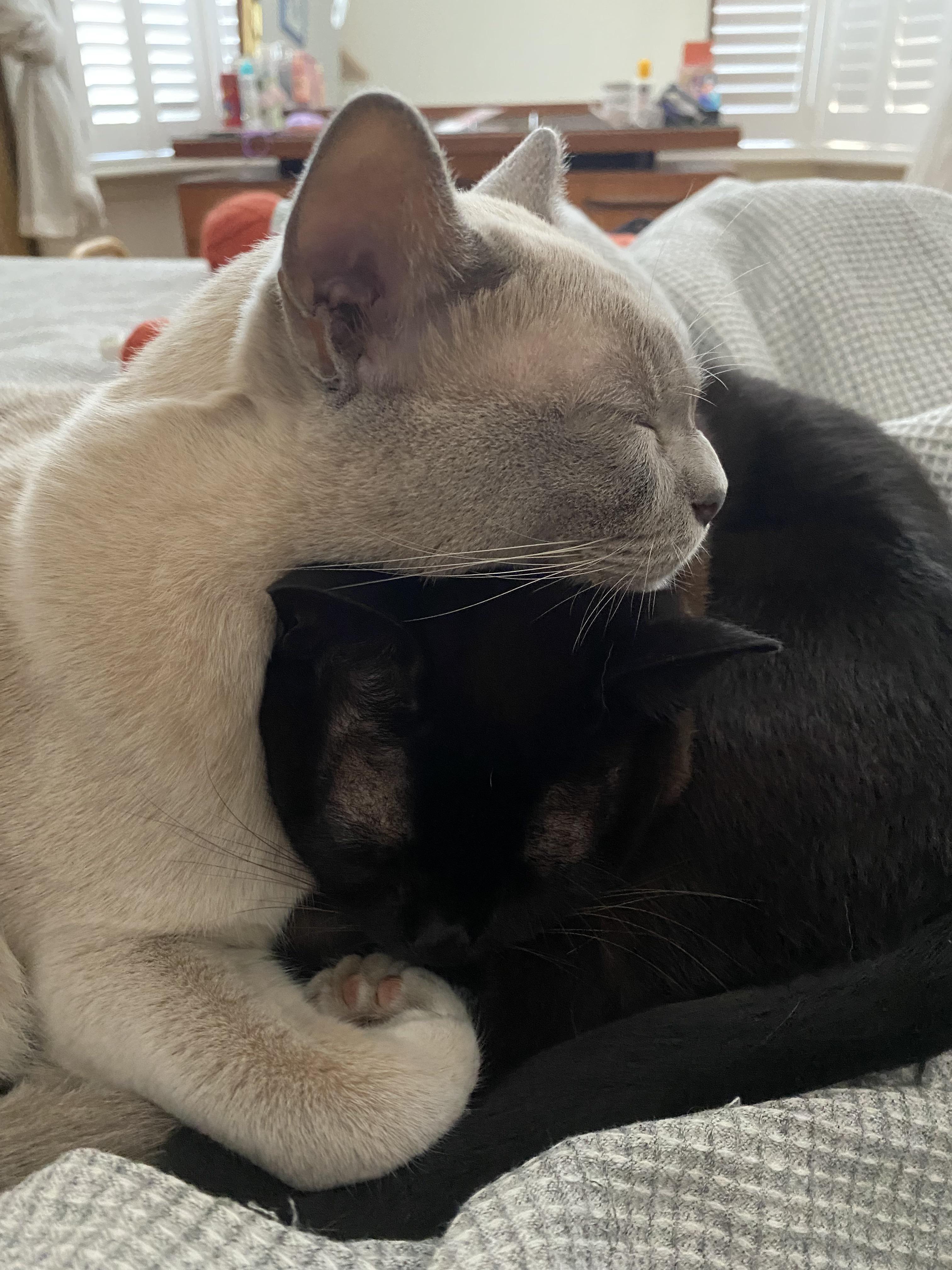 Best pillow? Sisters head of course! r/Bondedpairs