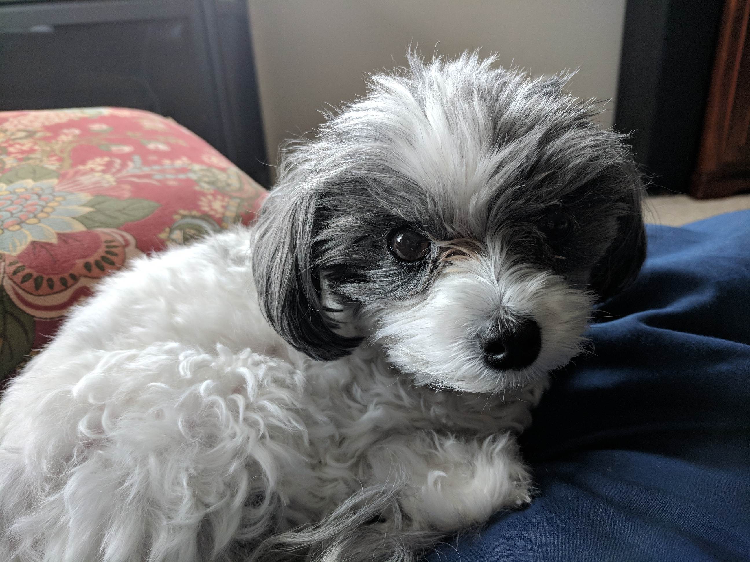 50 Maltese, 50 Toy Poodle, 100 Adorable r/aww