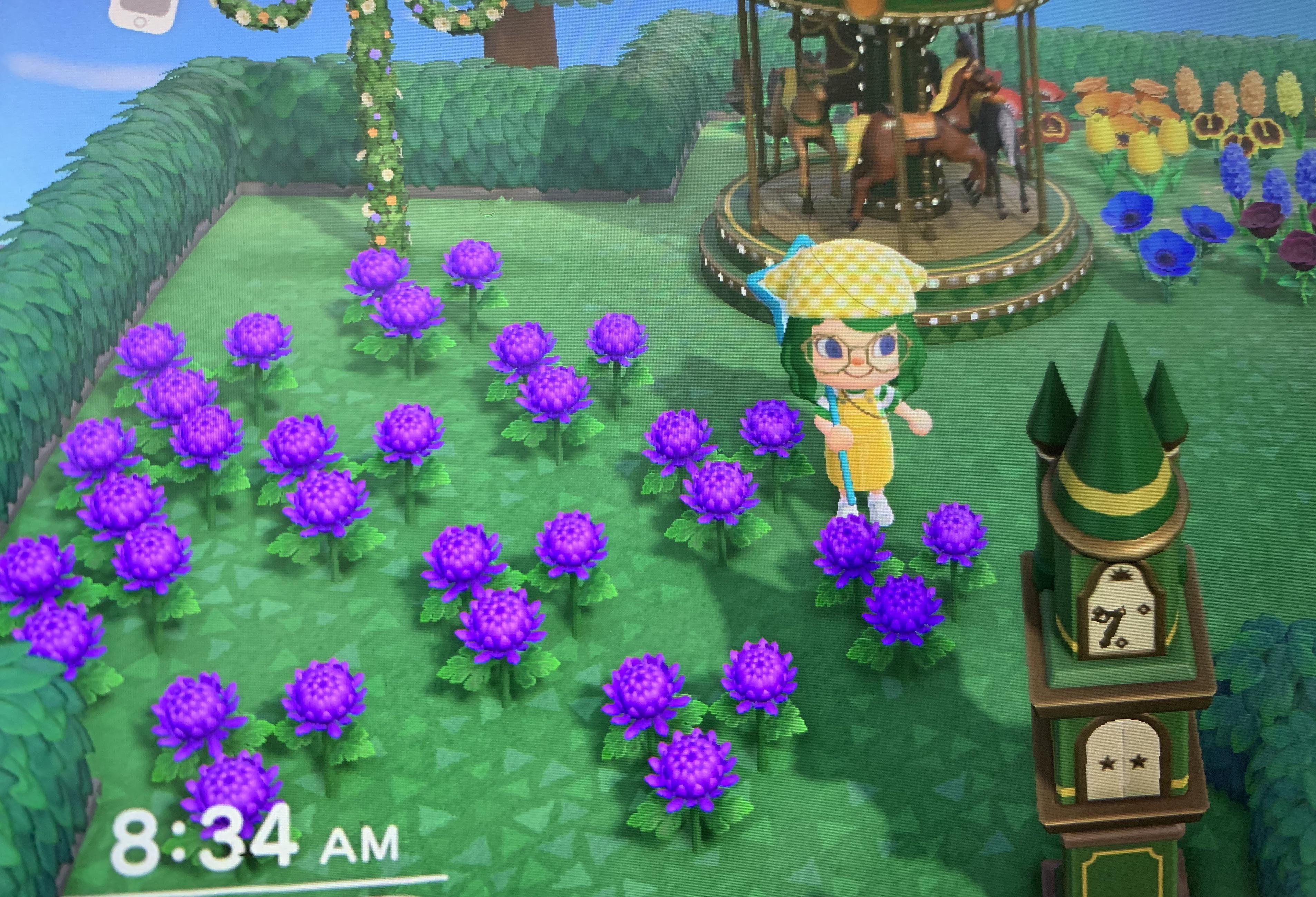 I’ve been trying for months to get the green mums to grow, what am I doing wrong? 😭 It only ever