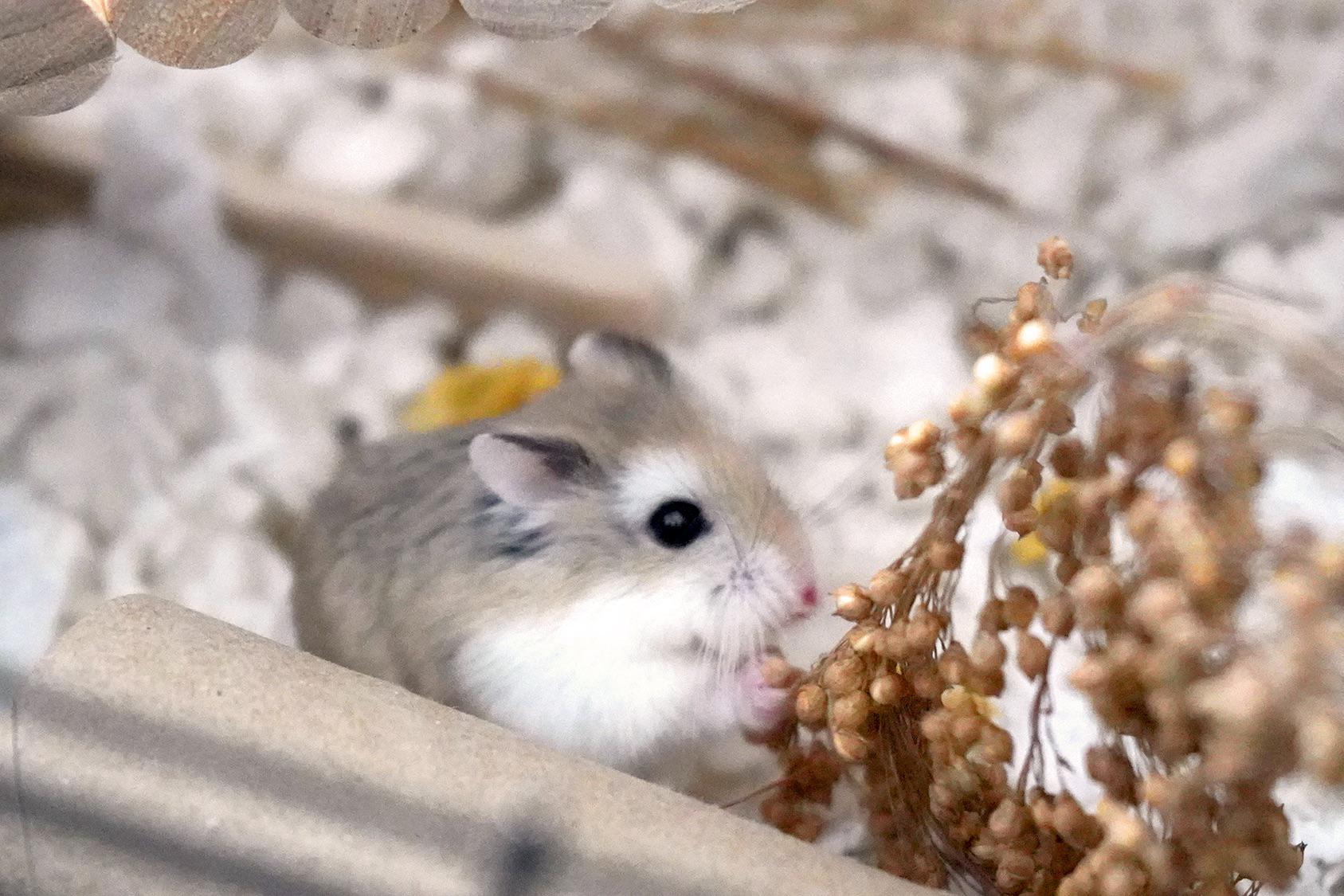 Munching on his spray 🐹 🌾 How much / how often should we give spray to