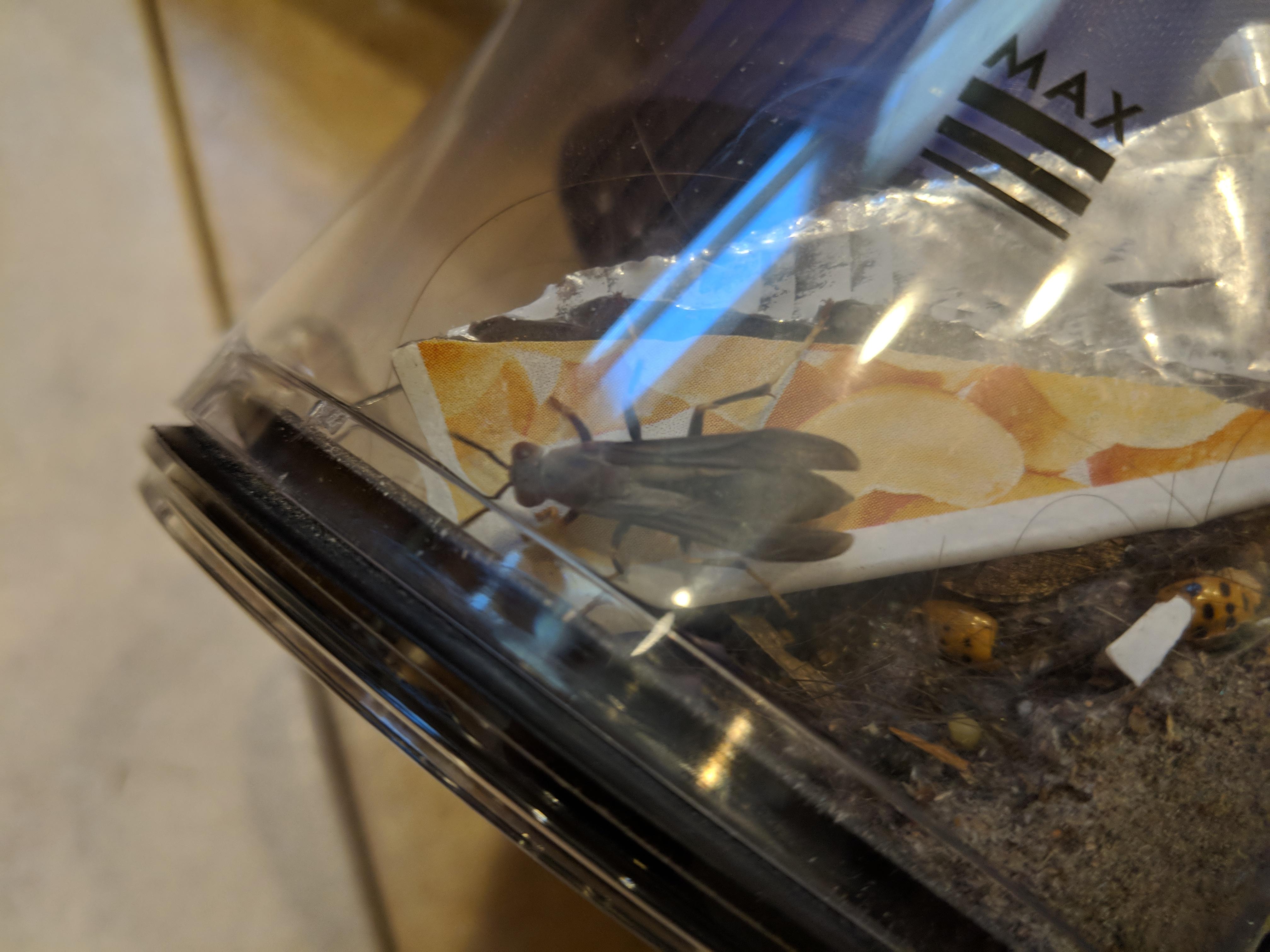 [Identification] What kind of wasp did i vacuum up? r/Entomology