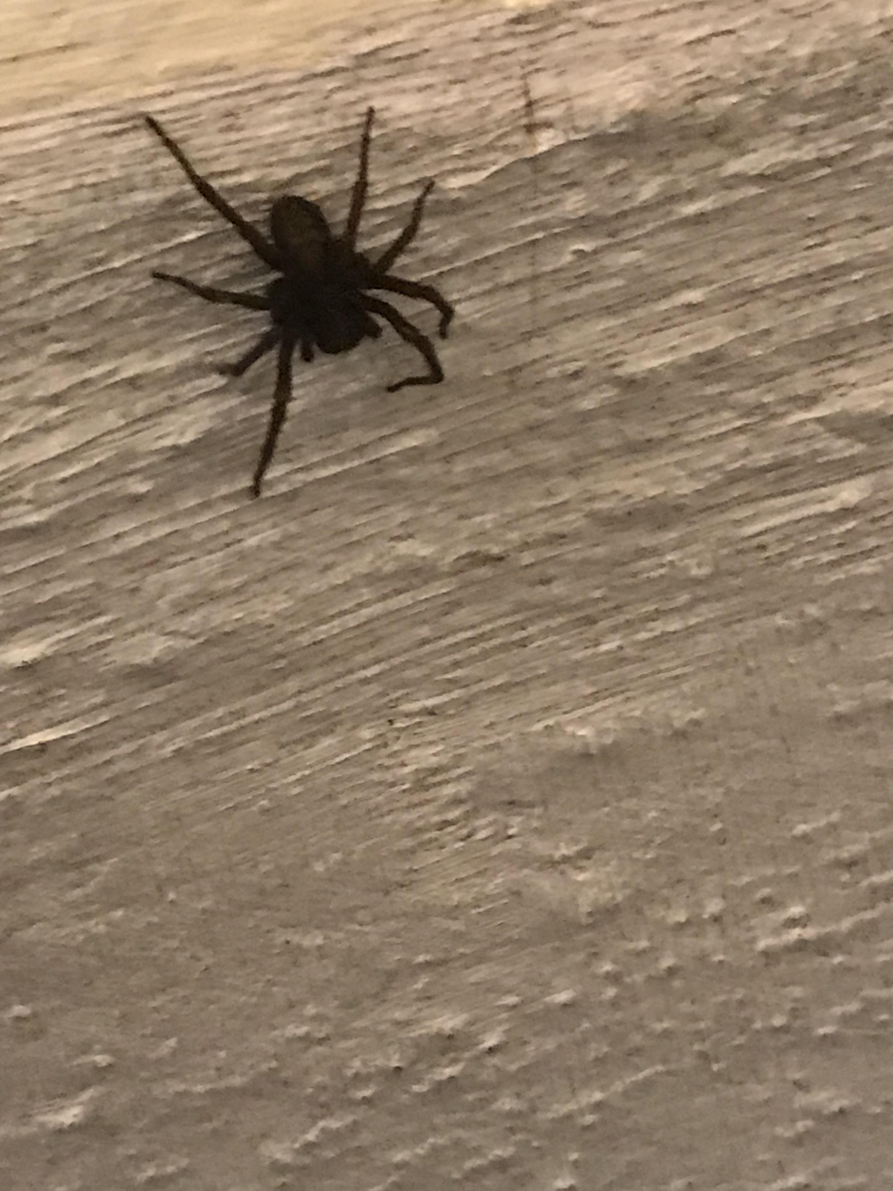 Salem, Massachusetts large brown spider r/whatsthisbug