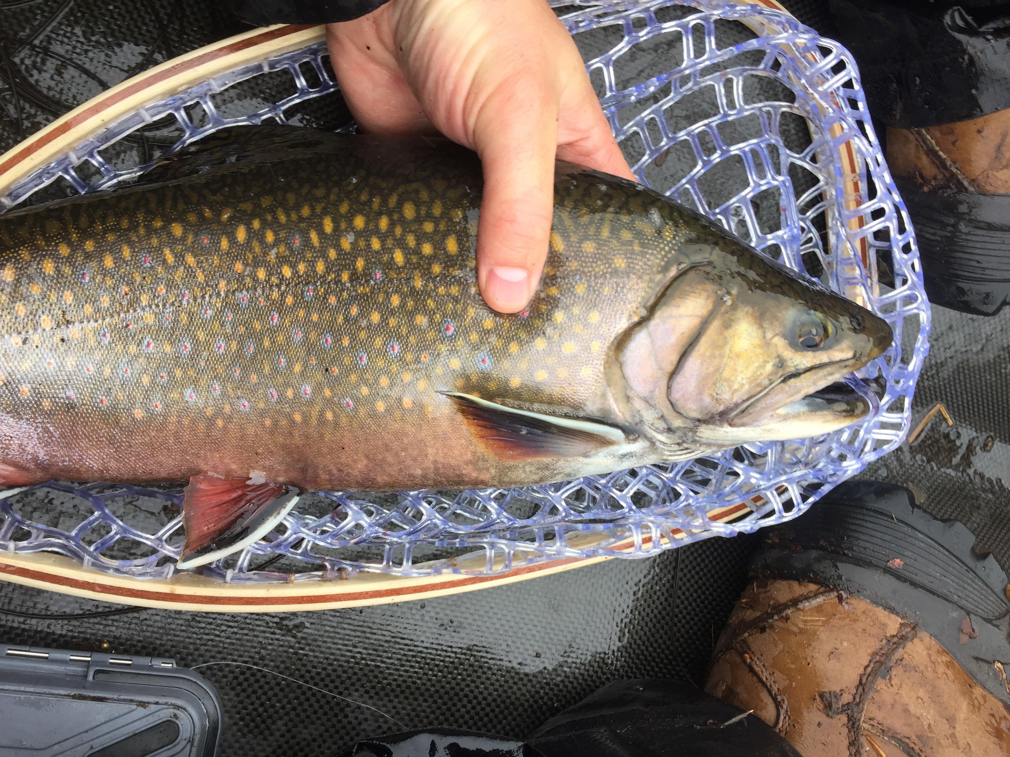 Adirondack pond brook trout r/flyfishing