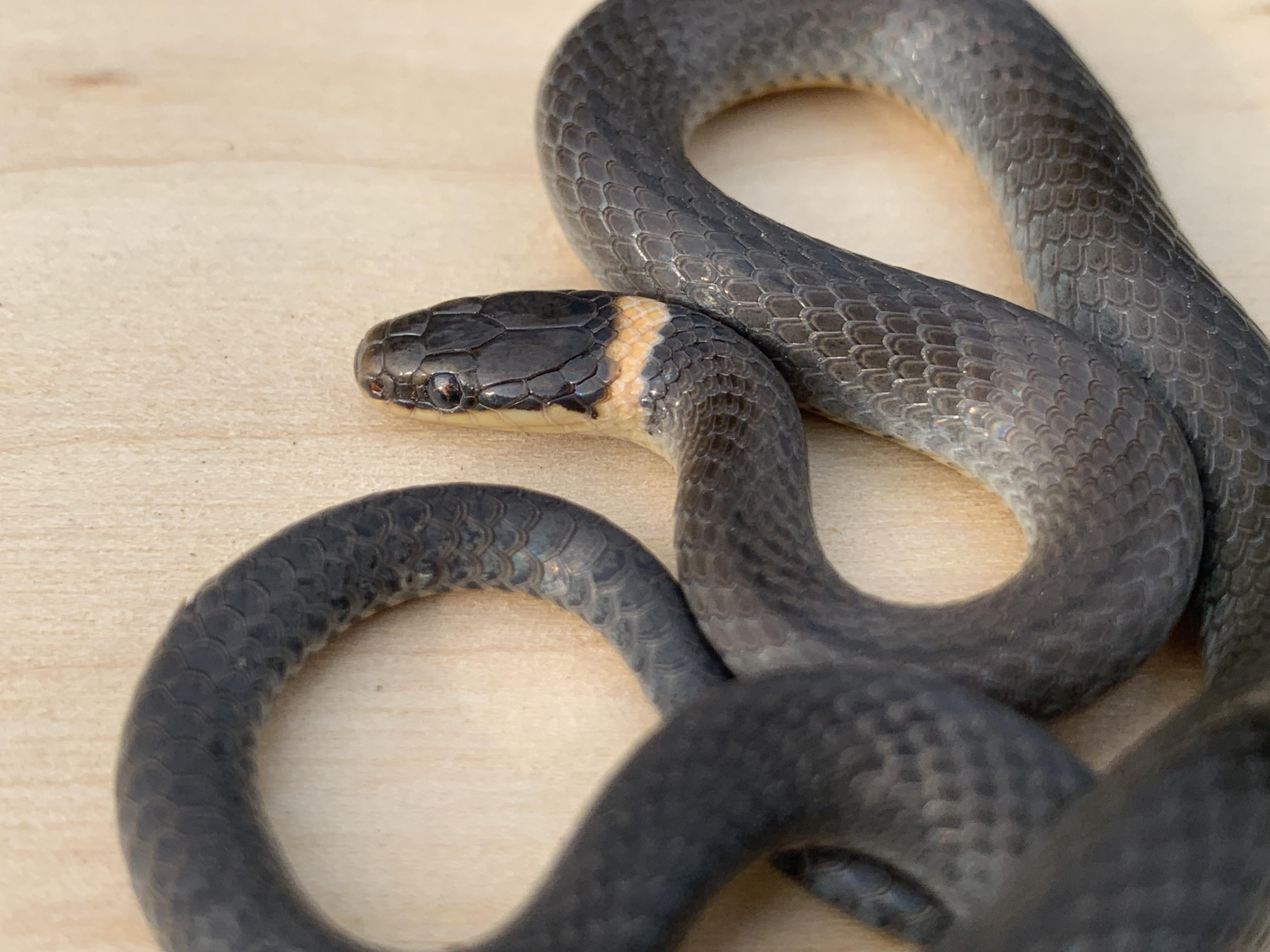 Northern Ringneck Snake Lexington, MA r/snakes