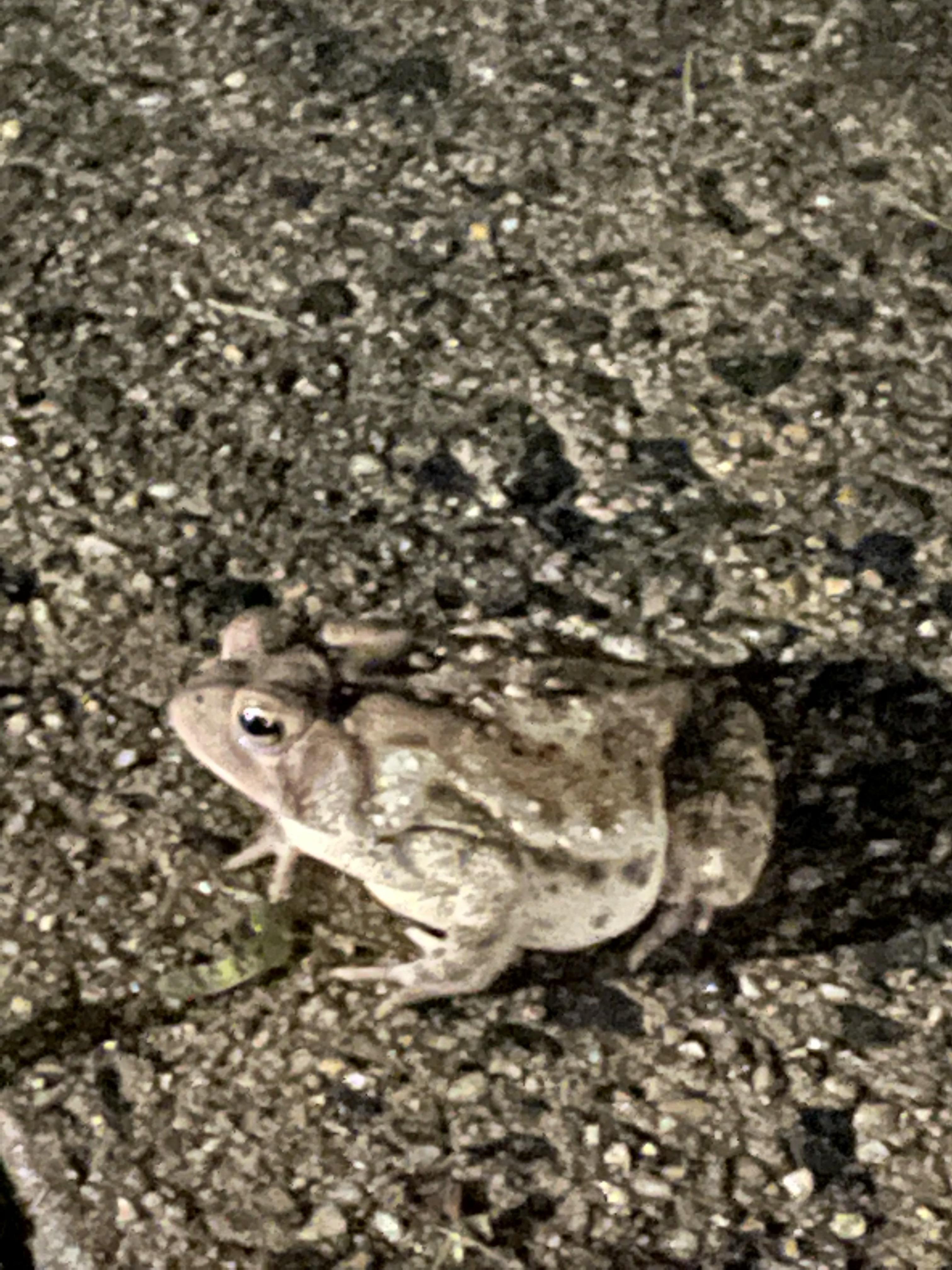 Why don’t Toads move at all when humans are around? I’m always worried