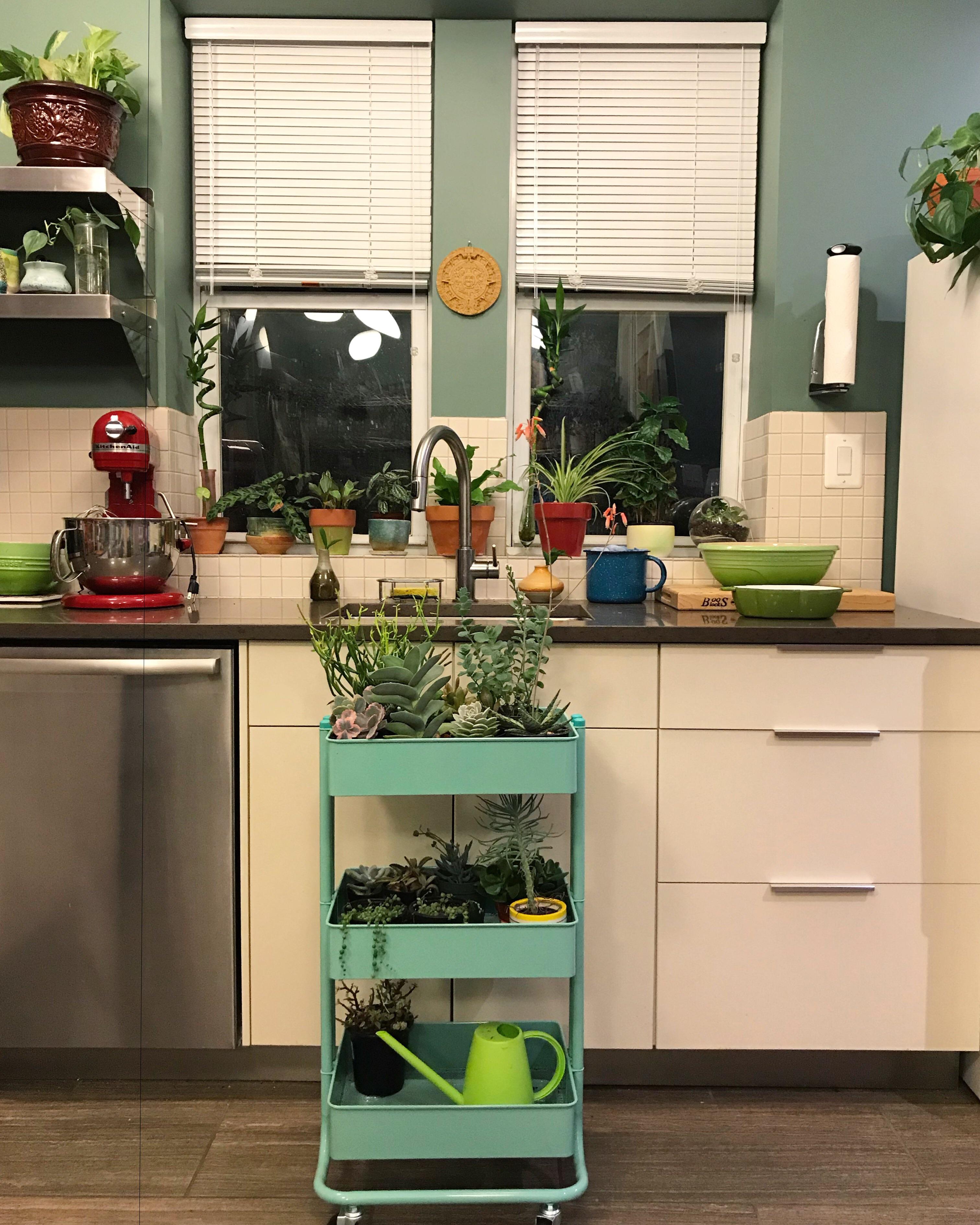 Bringing the succulents to the kitchen for bathtime!