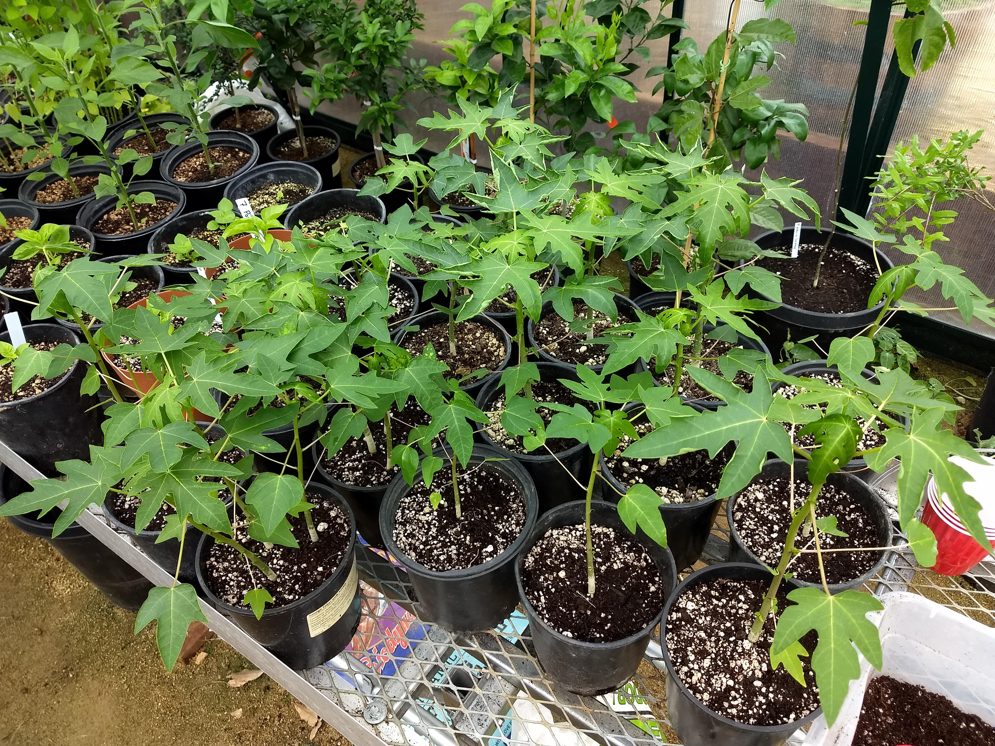 Strawberry Papaya Seedlings! r/gardening