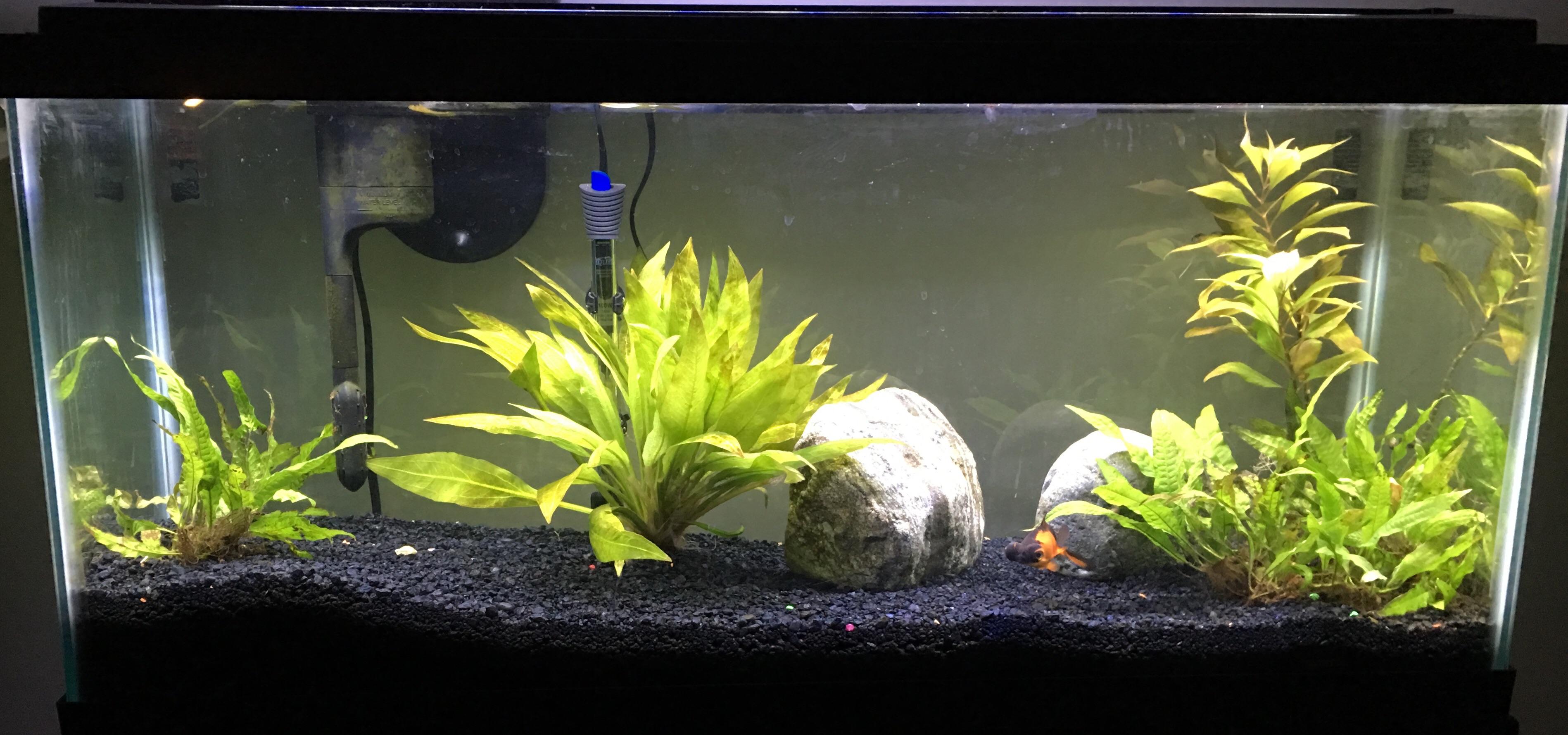 134 best Black Moor images on Pholder Goldfish, Aquariums and