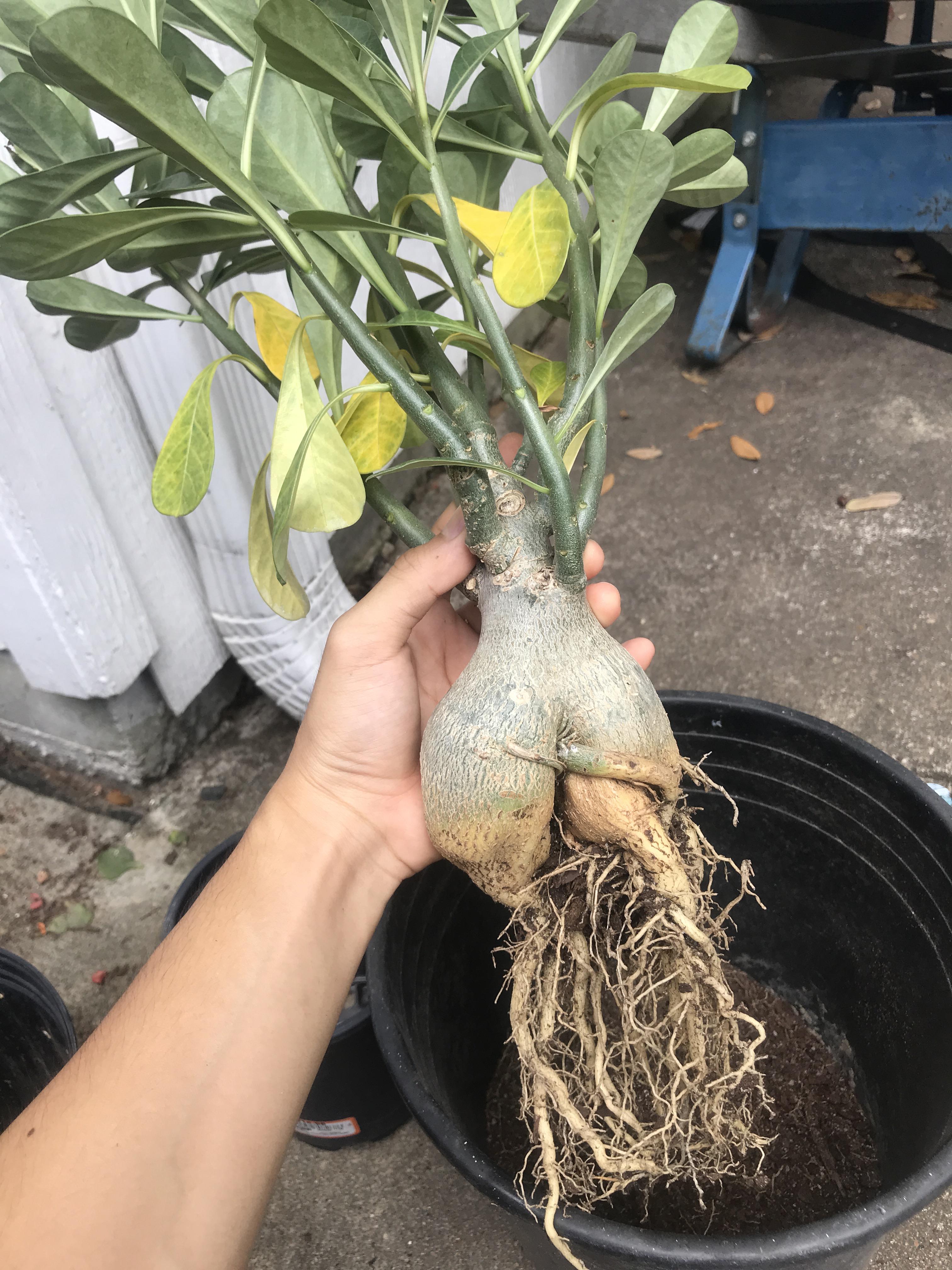 Help, my desert rose has been losing leaves and has a squishy caudex