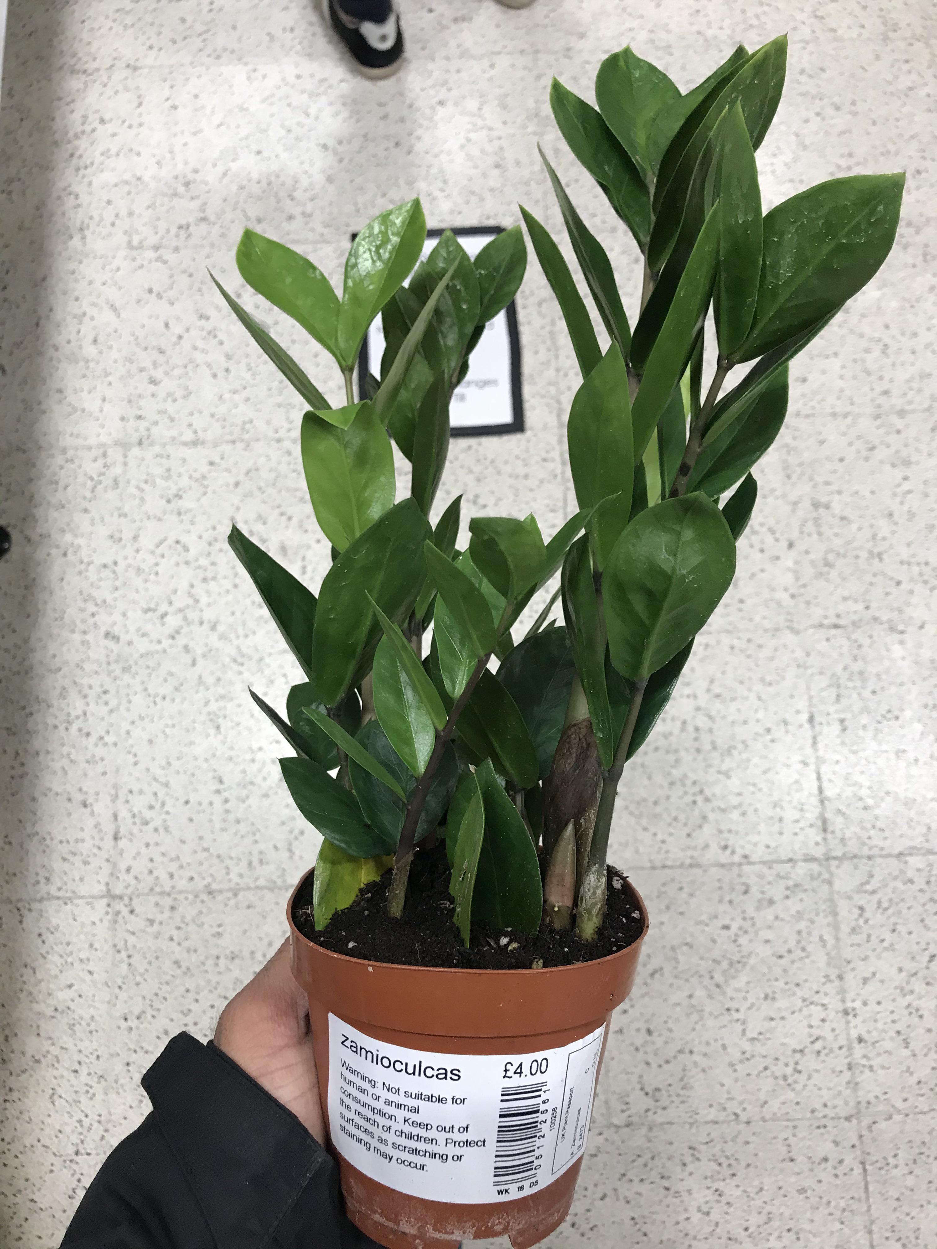 £4 ZZ at Wilko! Lots of new shoots in nearly all of them too!! r