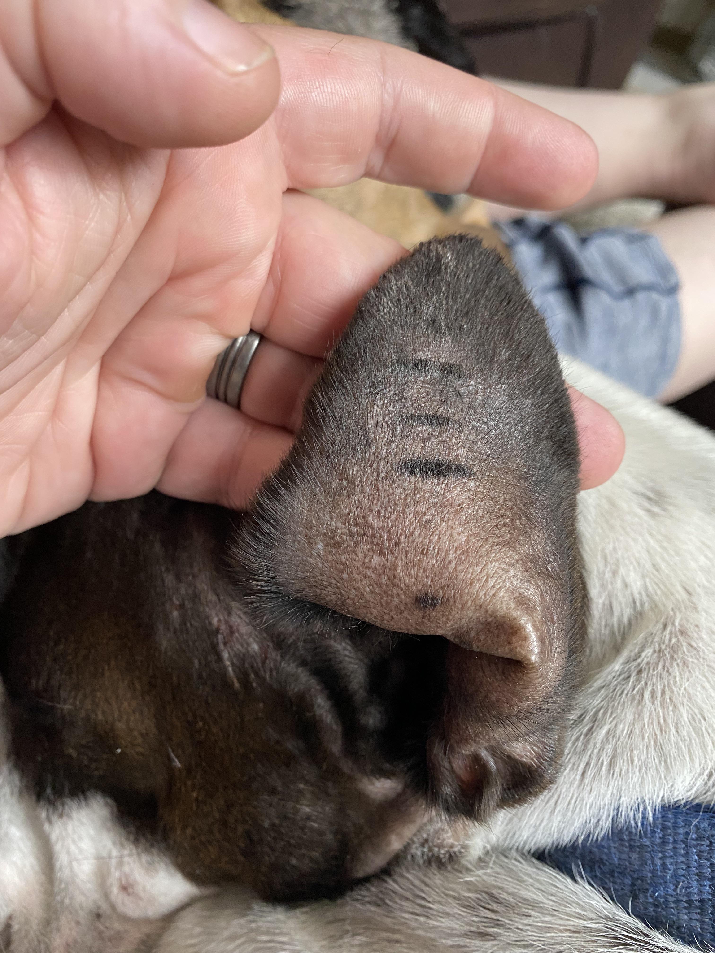 What are these scars on my dogs ears? He has had them since he was 3