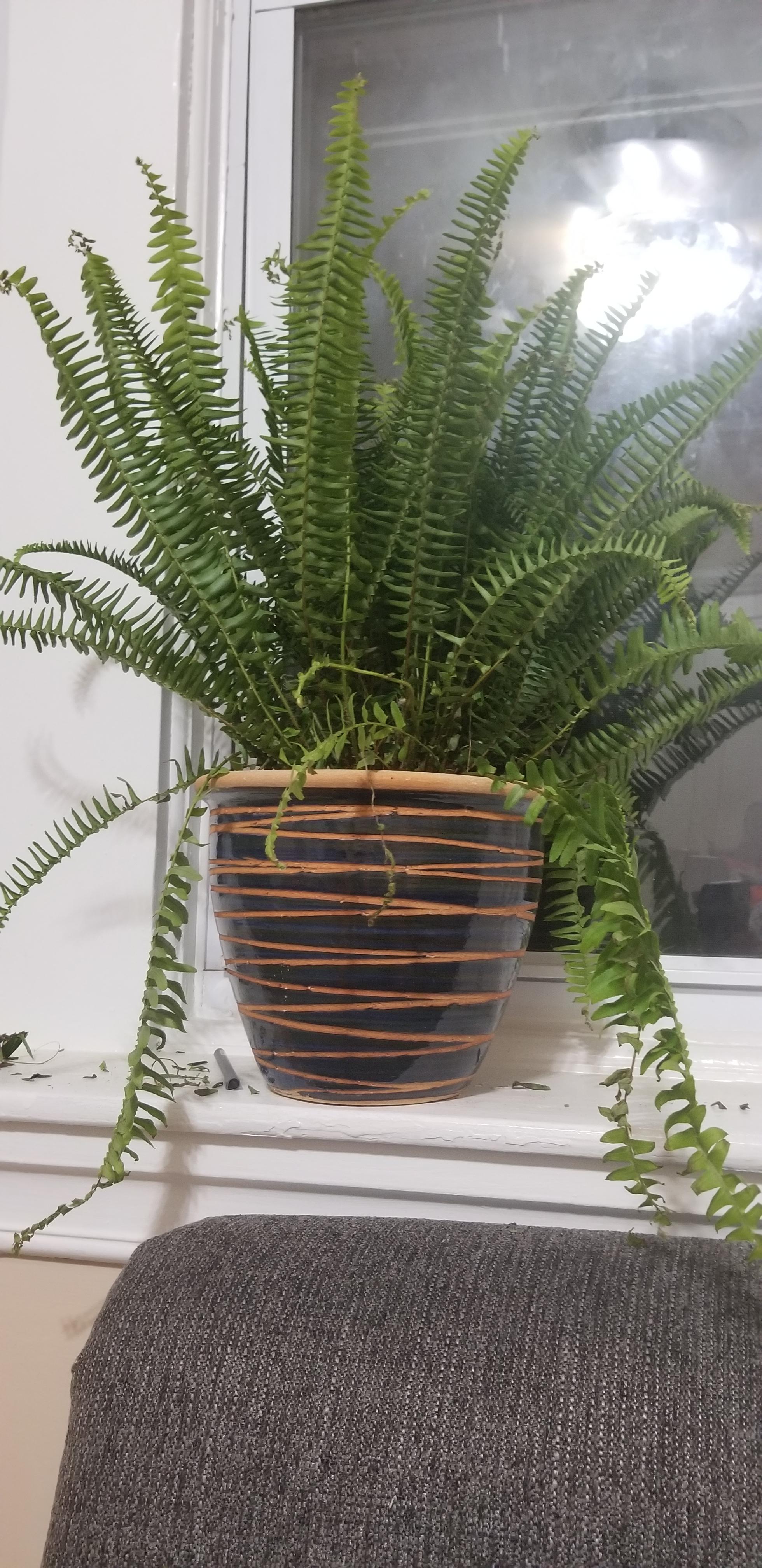 Kimberly queen fern purchased two weeks ago and started looking sick