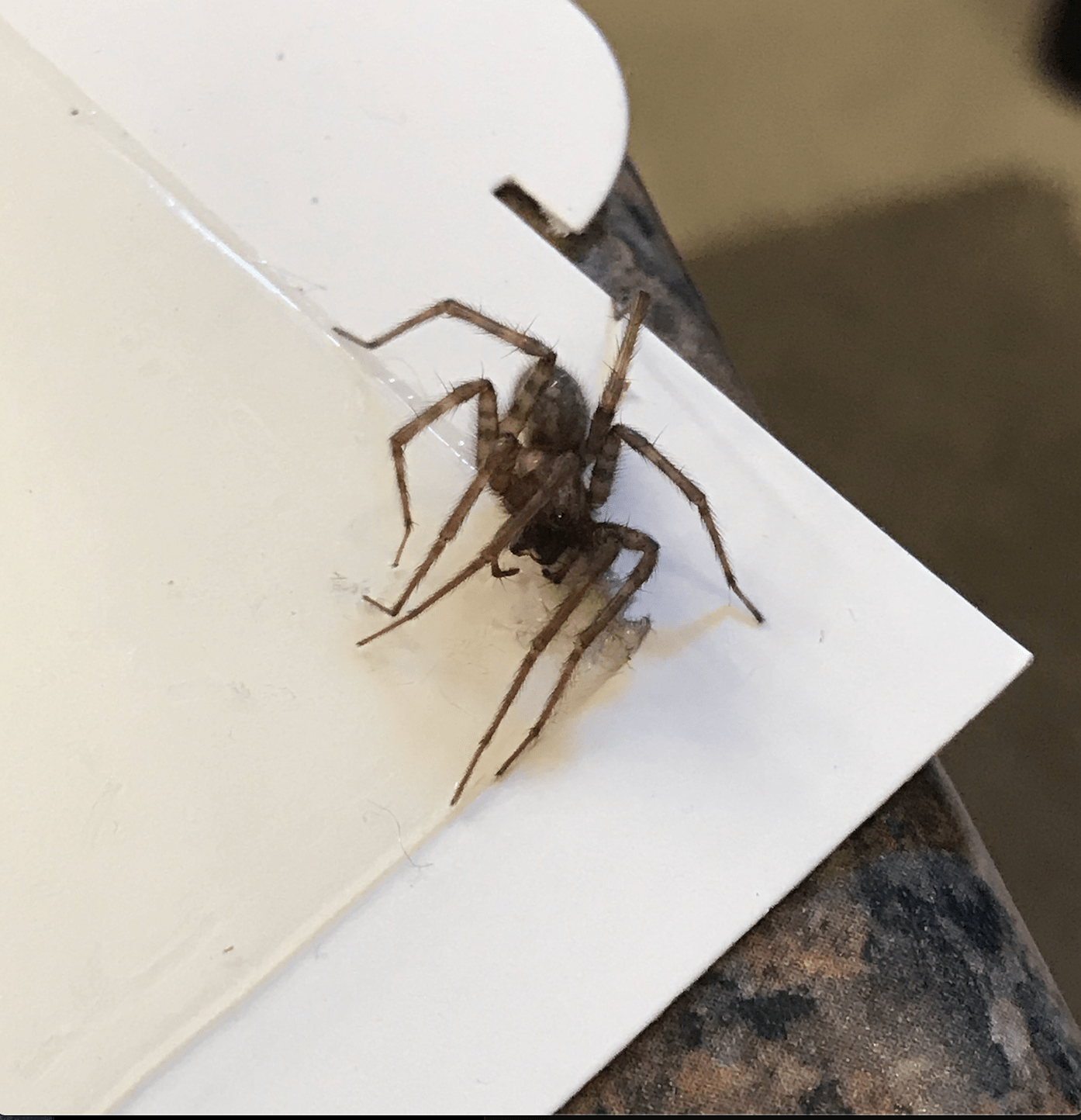 Can anyone ID this spider? Found in my attic in Southeastern Michigan