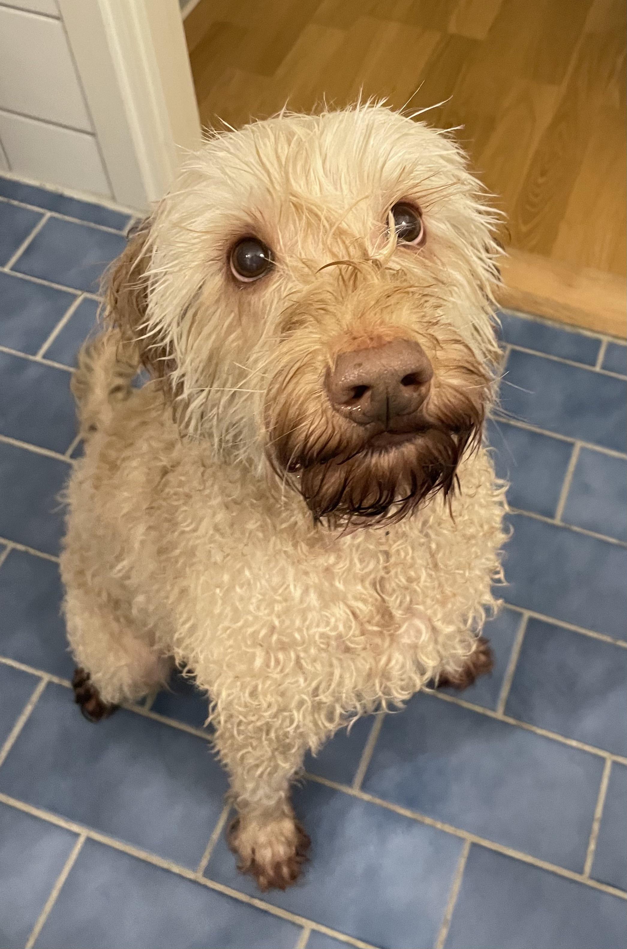 Max Homer after a bath r/labradoodles
