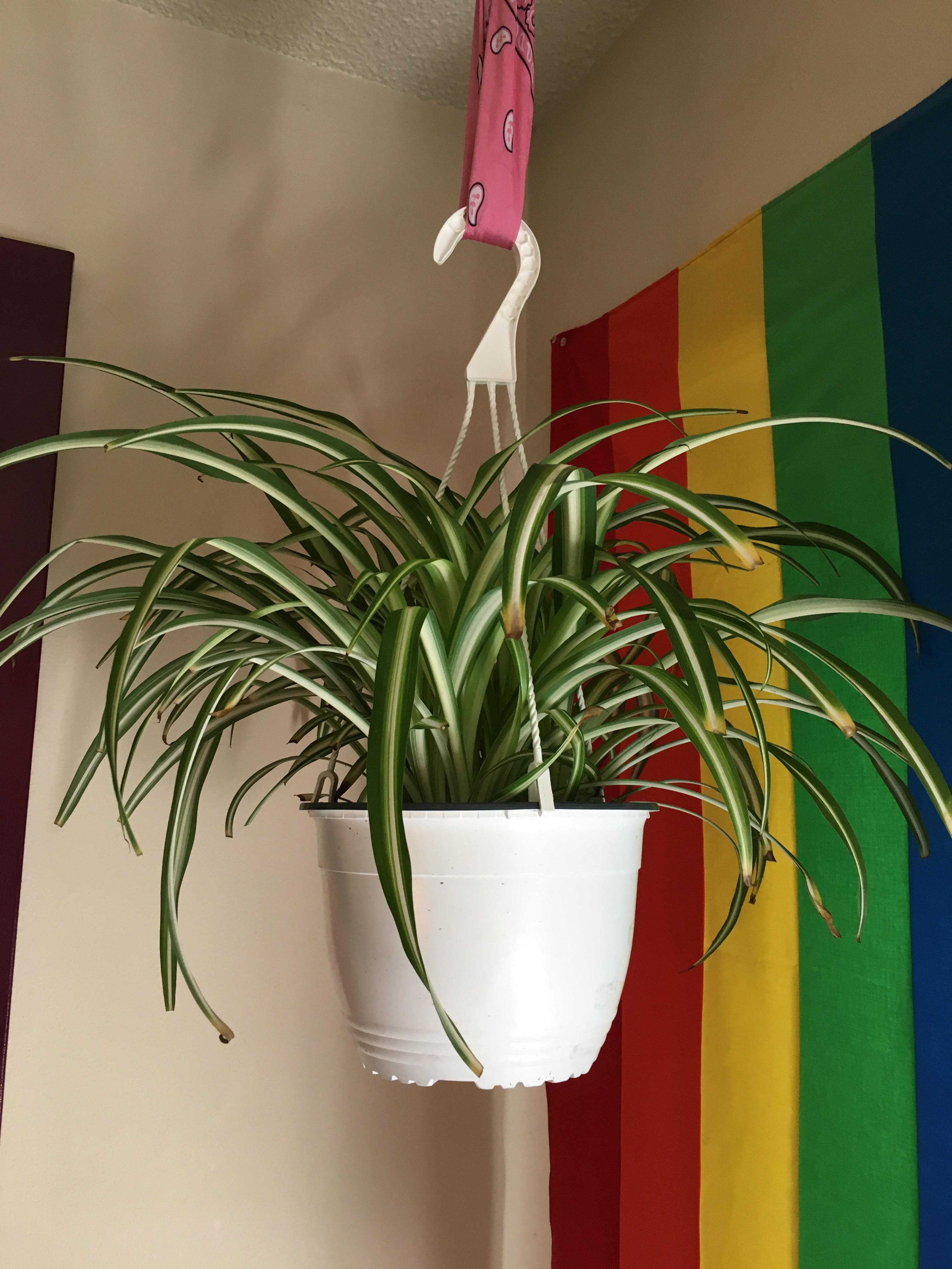 The tips of my spider plant keep turning brown. Any suggestions why and