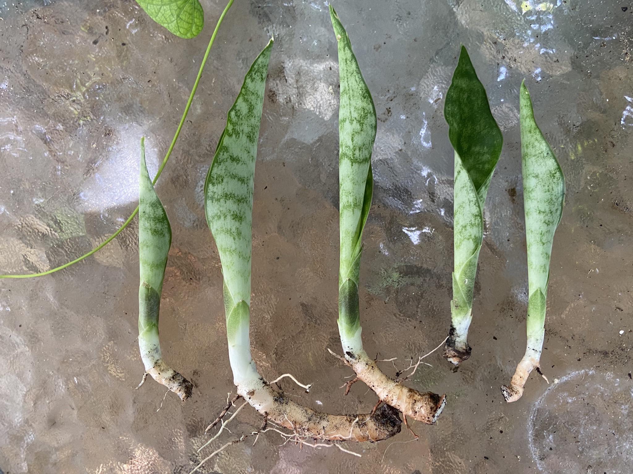 HAVE Snake plant babies (sansevieria trifasciata) ISO Make an offer