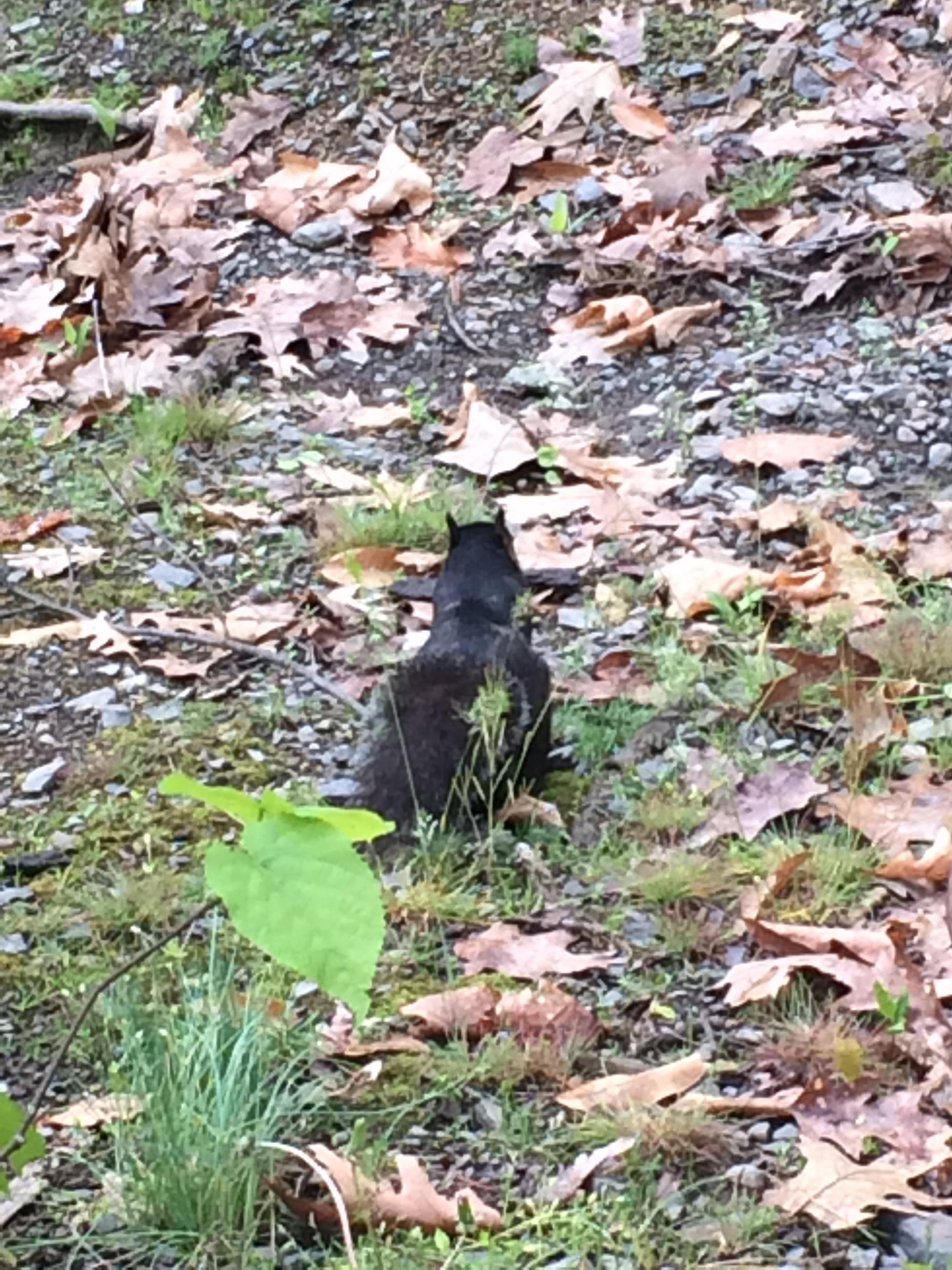 This Black Squirrel at Knoebels, Pa r/pics