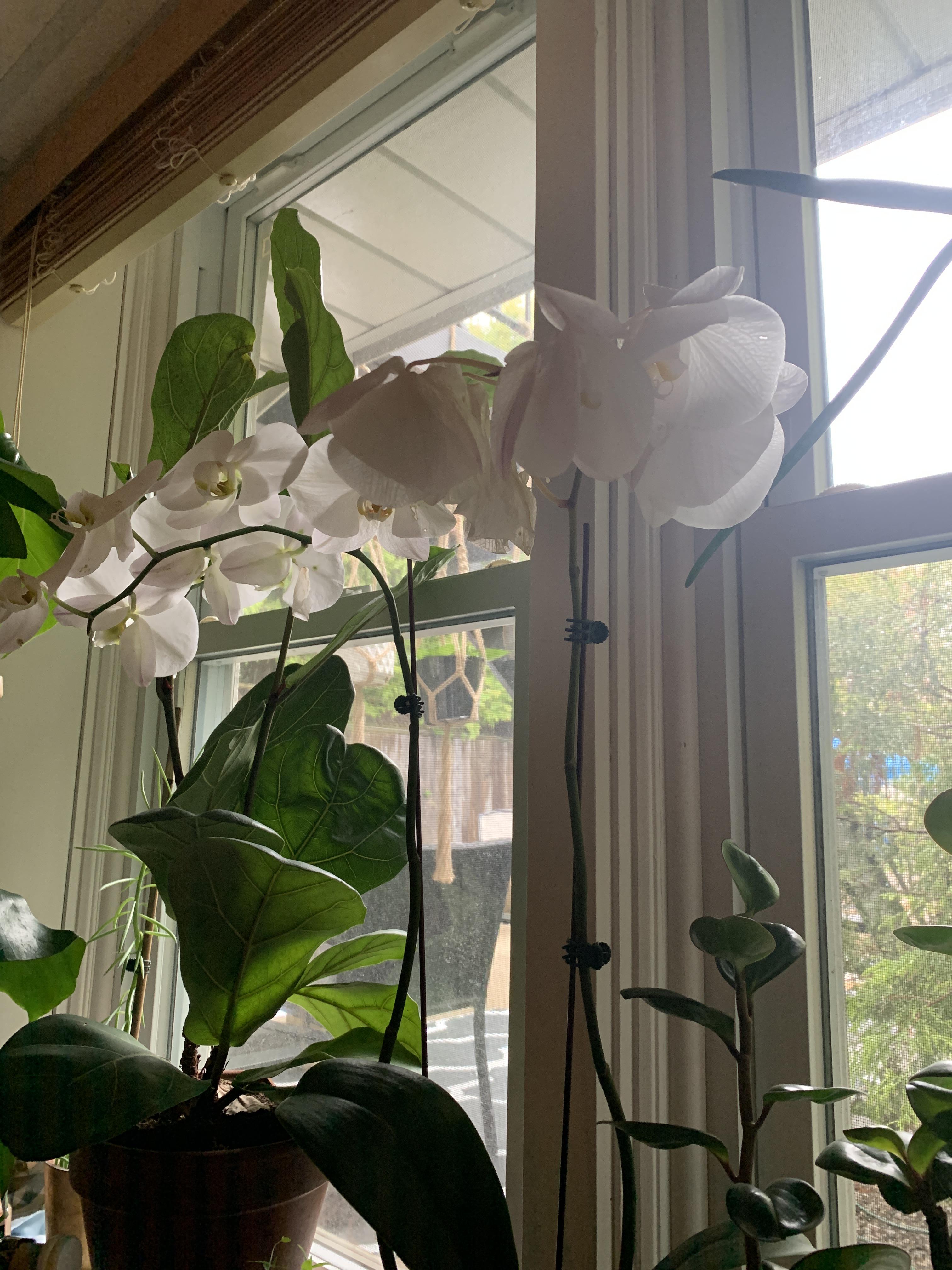 Why is my orchid half droopy? ( r/plantclinic