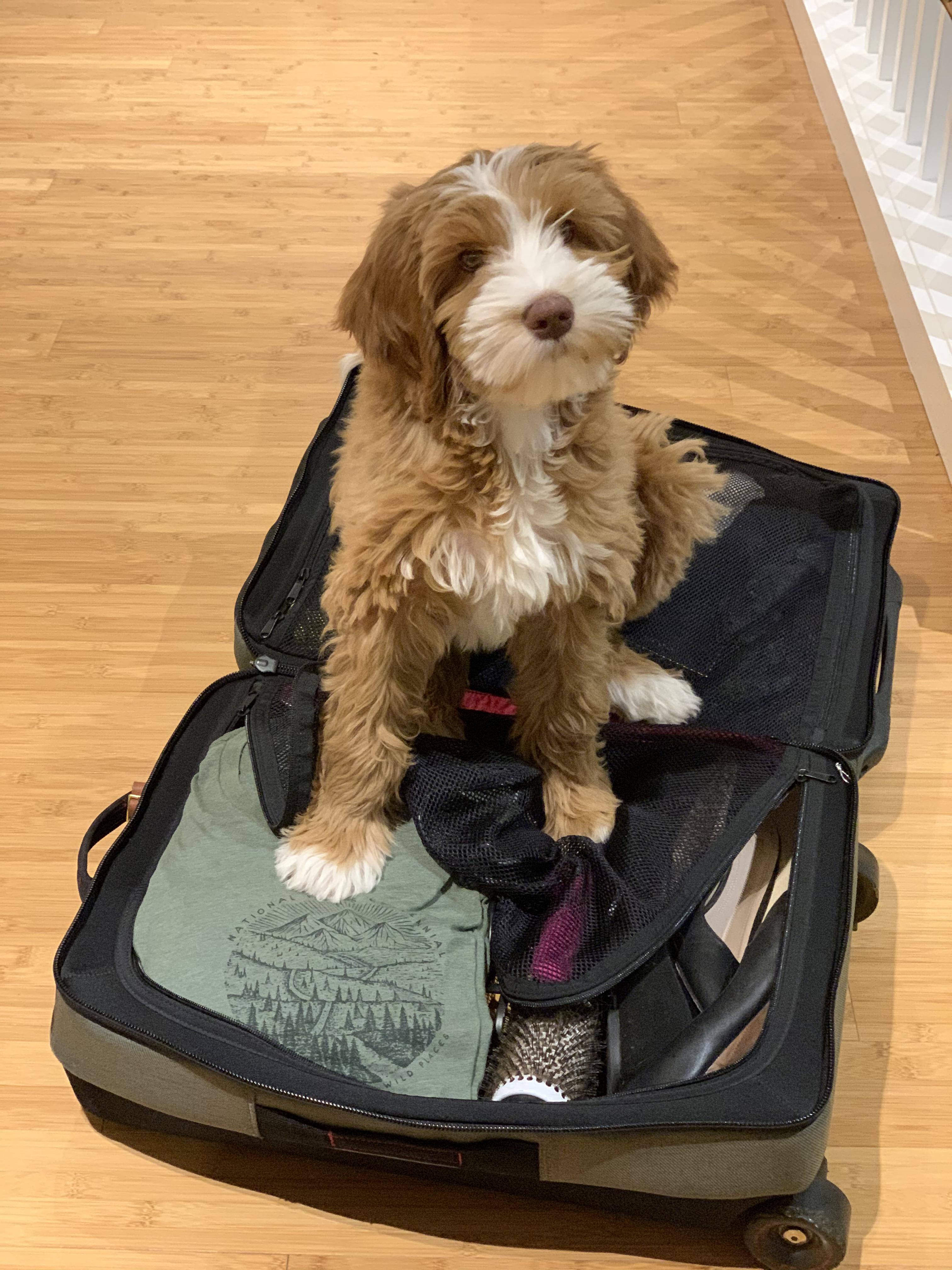 Our new pup Chewy, 13 wks. If I promise not to eat THESE shoes, will