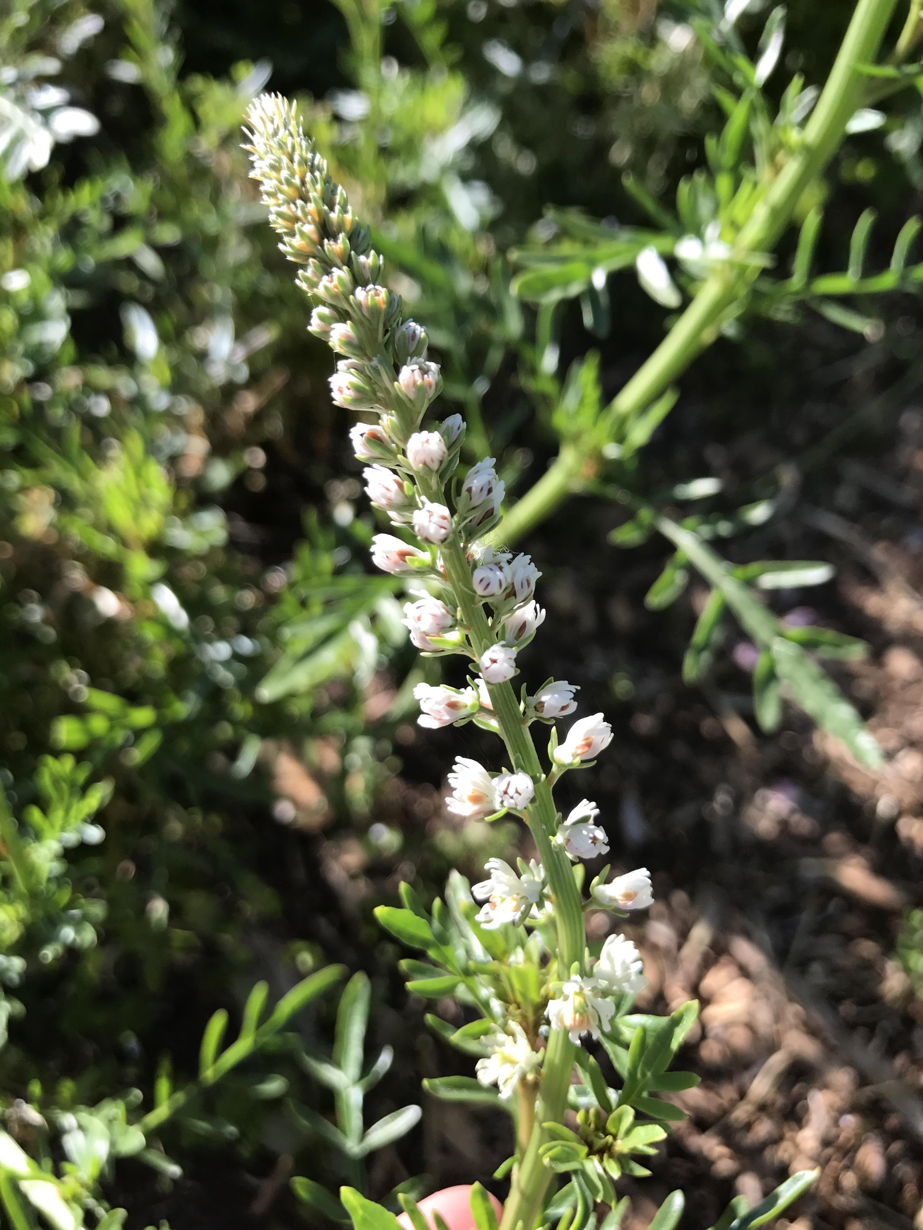 Santa Cruz, CA Zone 9B outdoor garden r/whatsthisplant