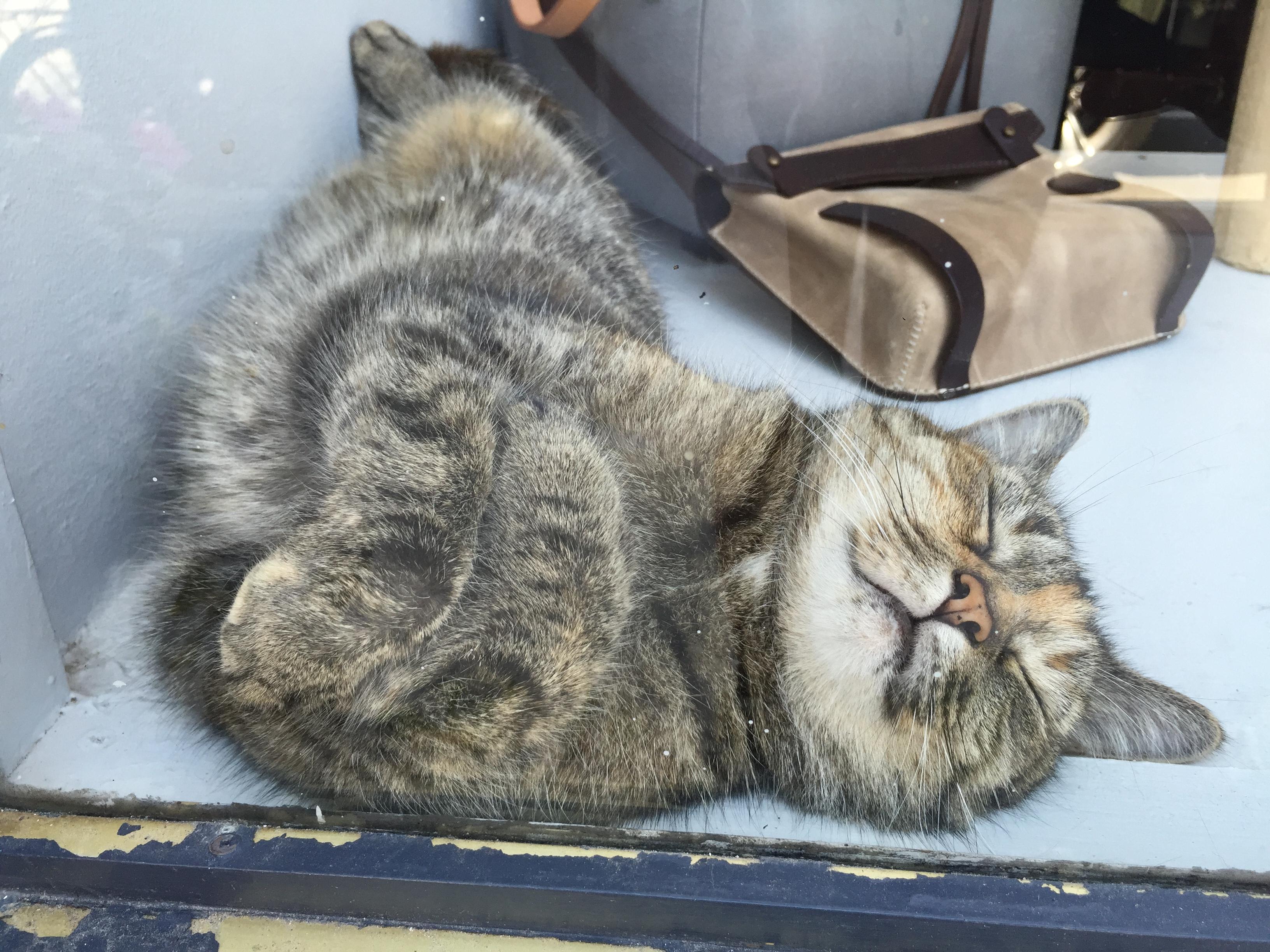 Shop window cat is happy! ) cats