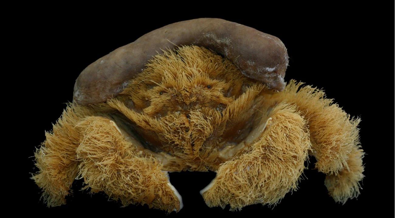 This is a fluffy sponge crab, a new species discovered in West