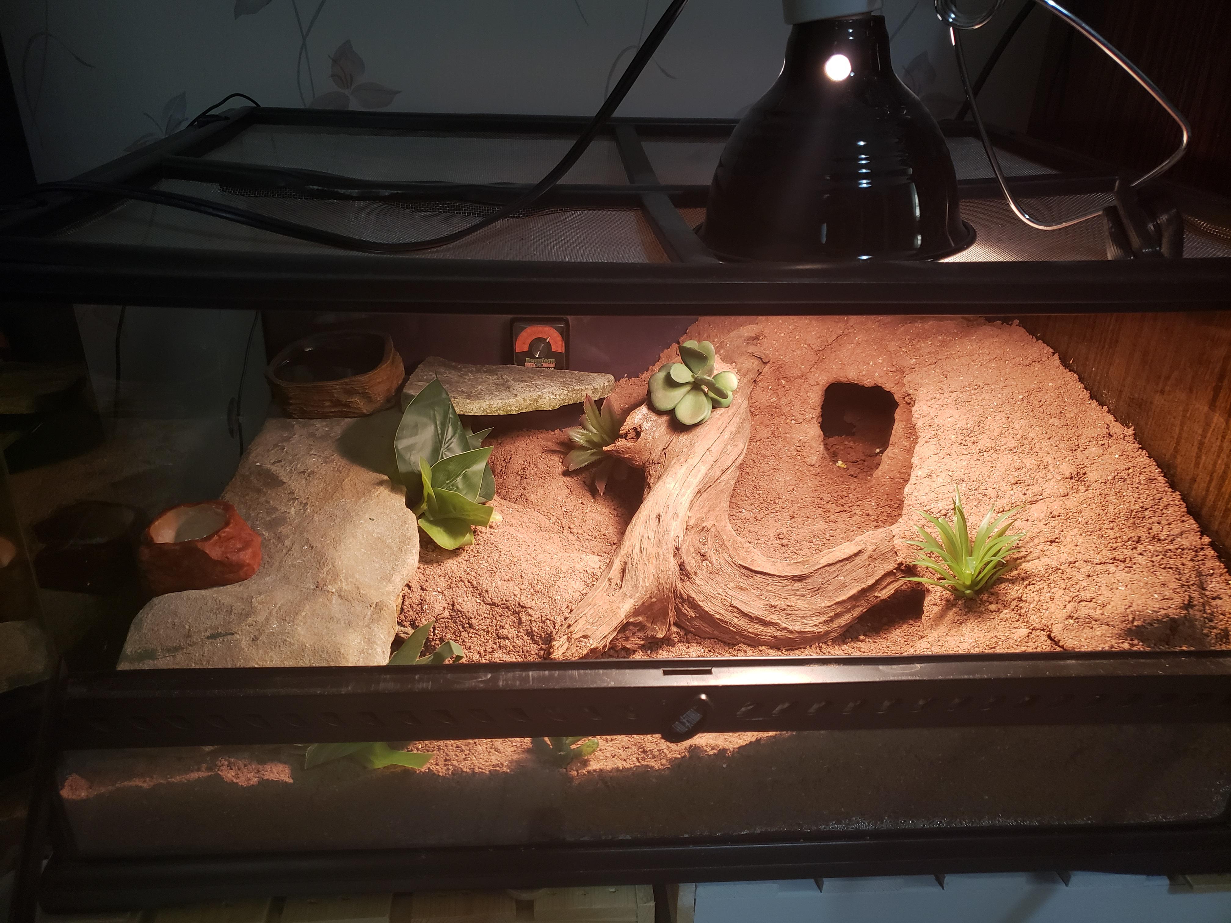 Finally used the Excavator clay to upgrade my tank! r/LeopardGecko