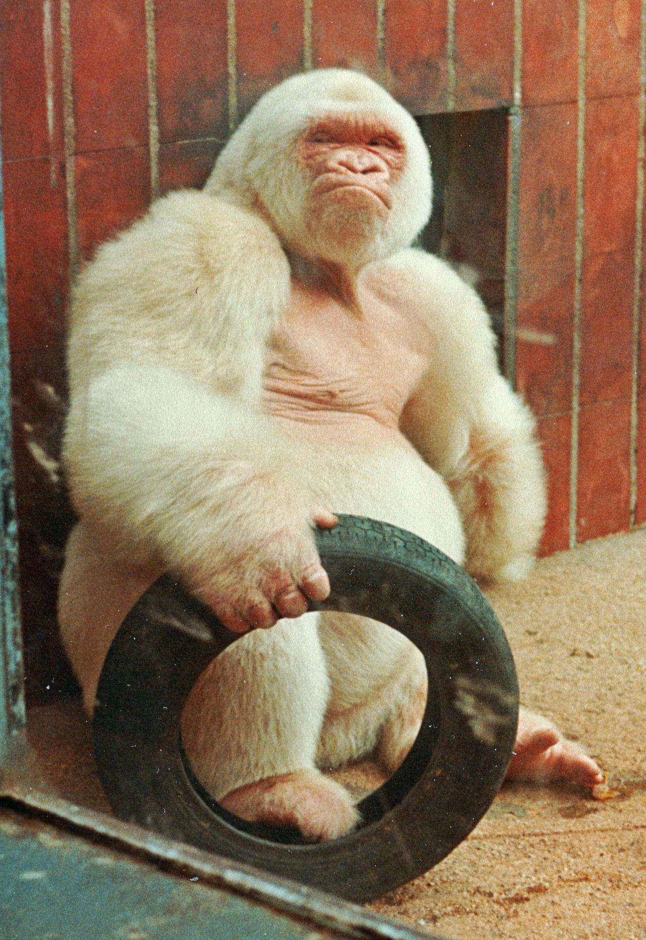 This old photo of an albino gorilla interestingasfuck