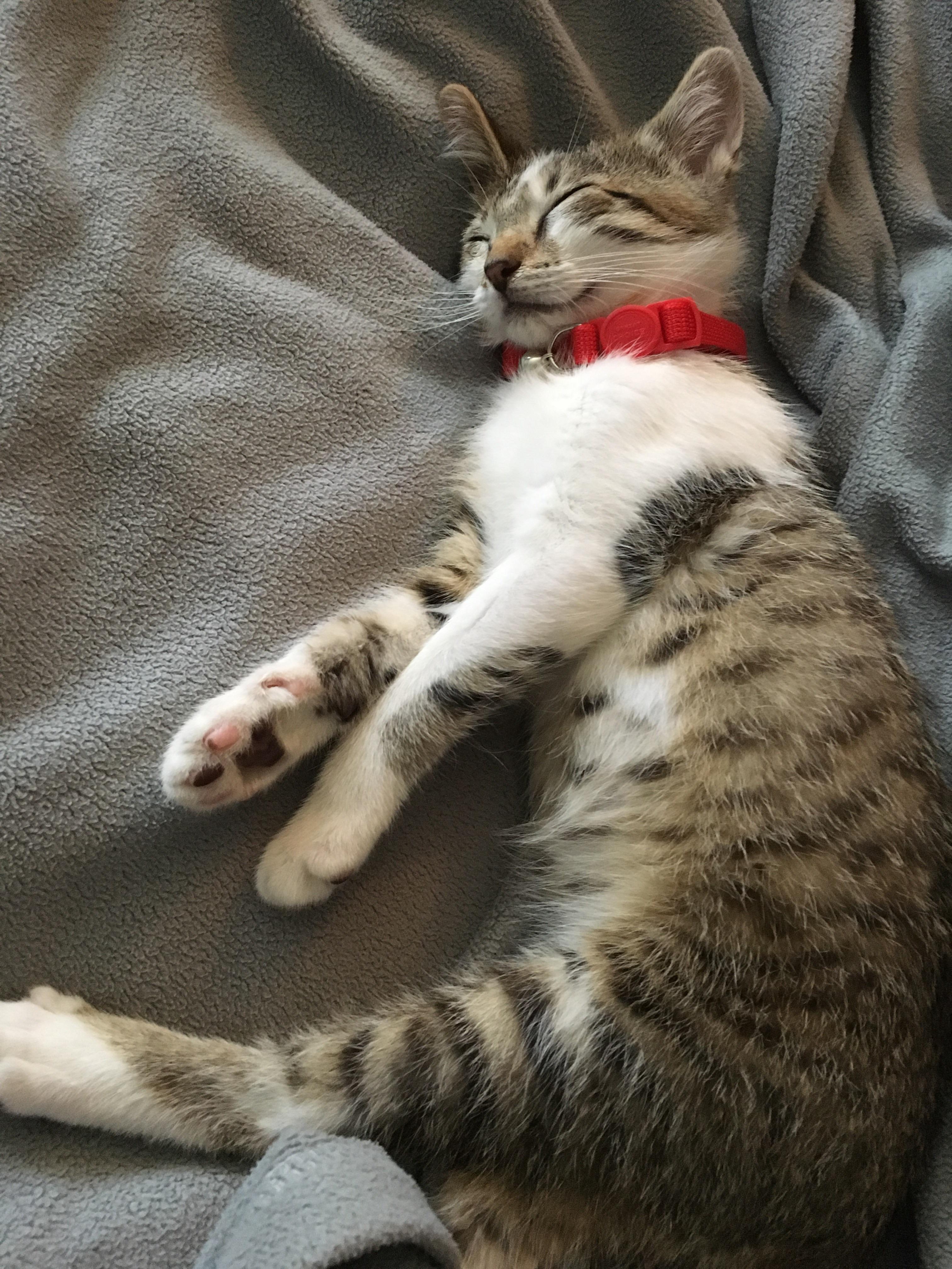 Firsttime kitten owner here. This is my little buddy, Helix. r/kittens