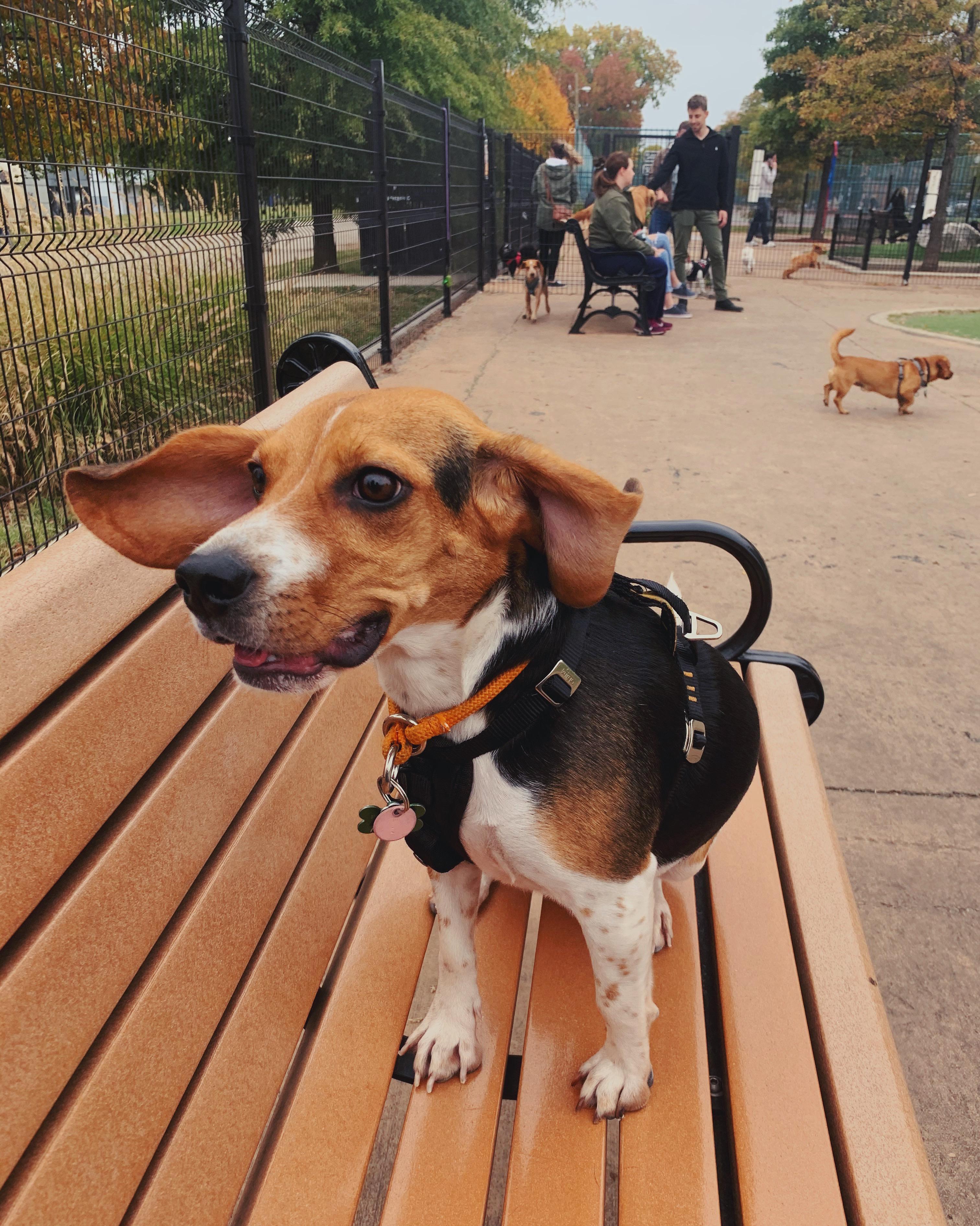 Generating beagle energy from the wind r/beagle
