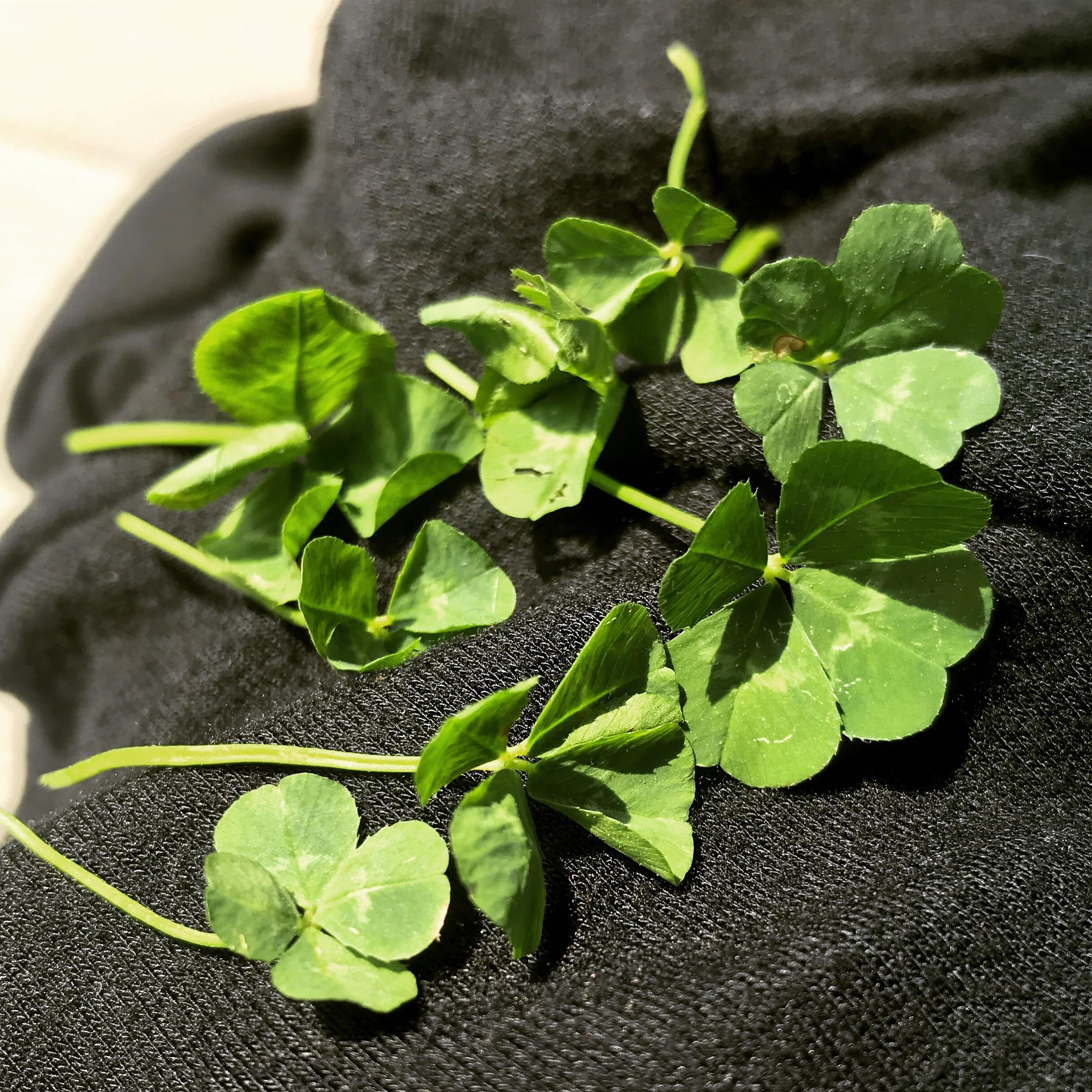 I found eight four leaf clovers today. r/mildlyinteresting
